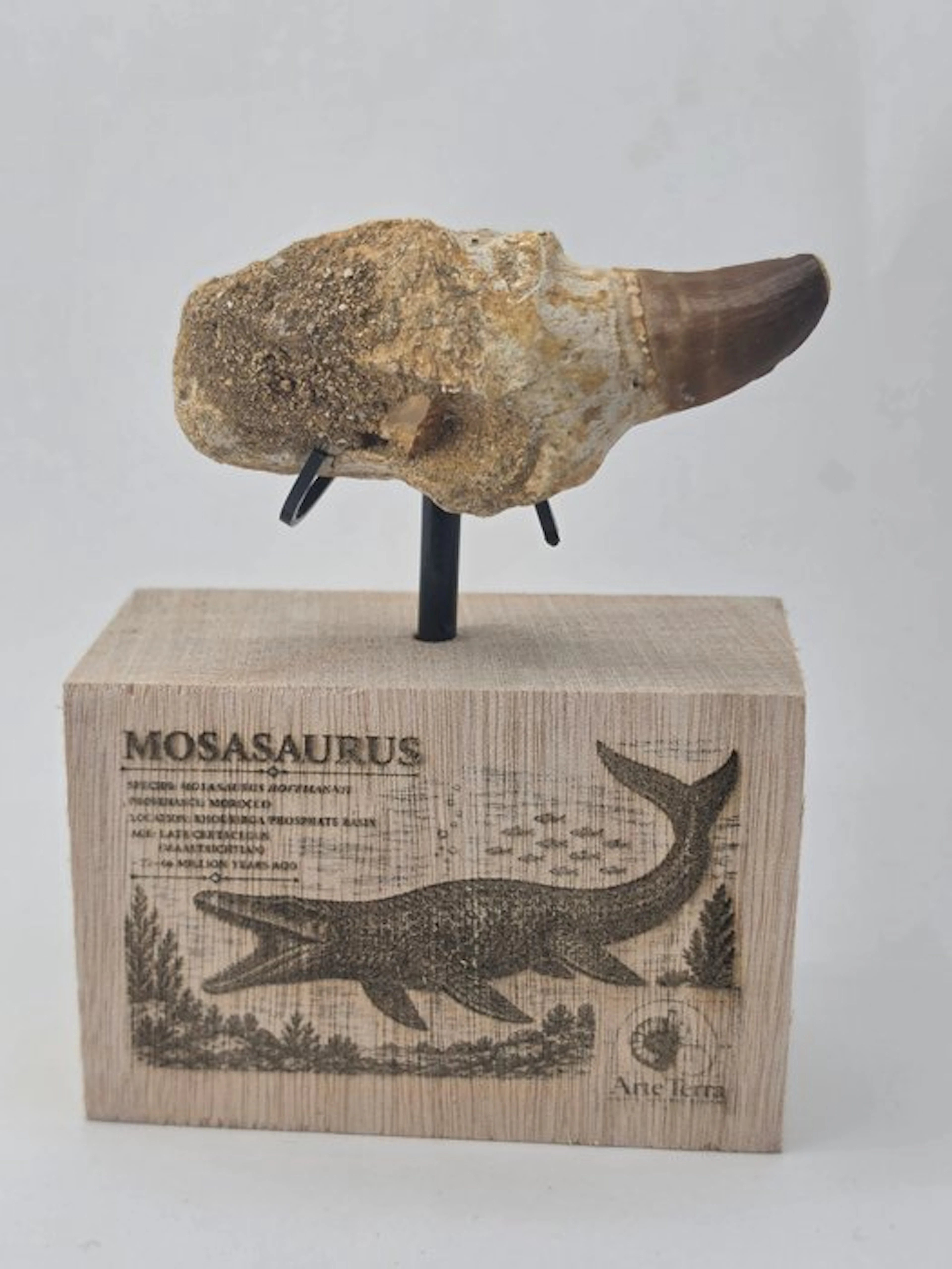 Mosasaur - Fossil tooth - Mosasaur tooth on a custom base (No reserve price)