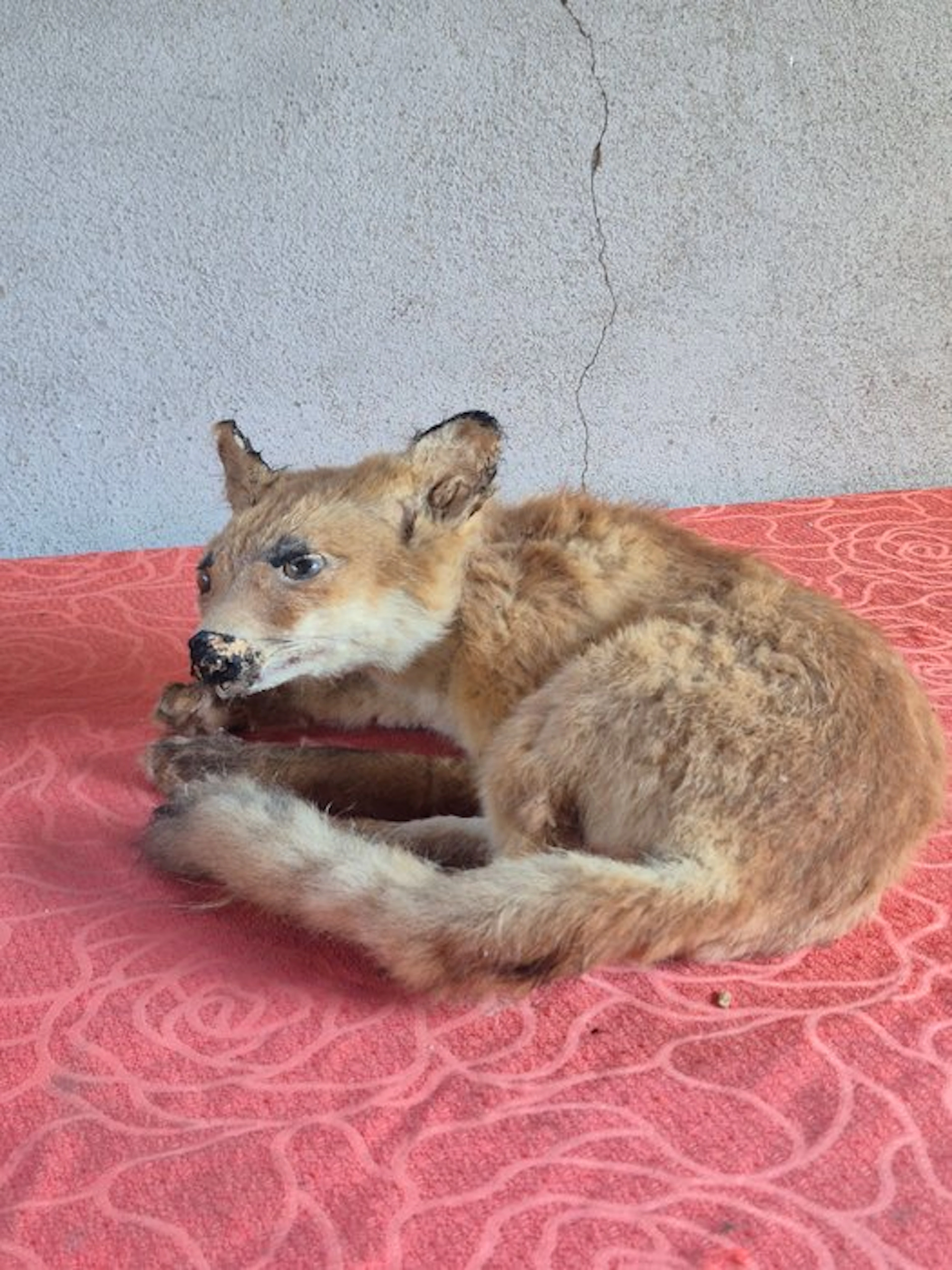 Renard - Taxidermy wall mount - Vulpes vulpes - renardeau...