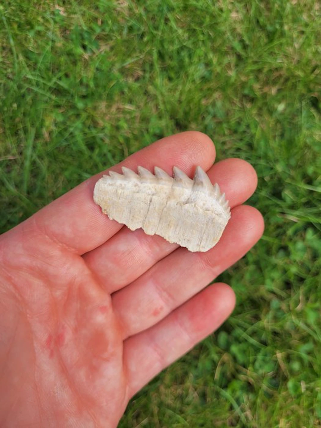Shark - Fossil tooth - Notidanidon Loozi - 4.5 cm (No reserve price)