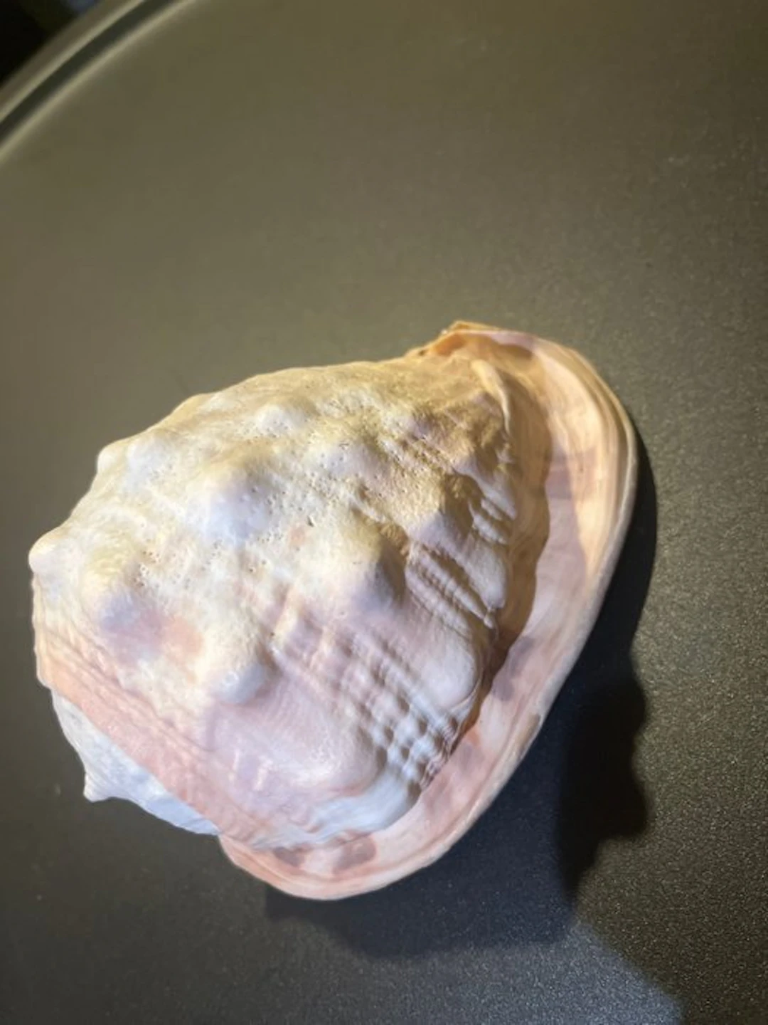 Cypraecassis rufa Sea shell - No hay (No reserve price)