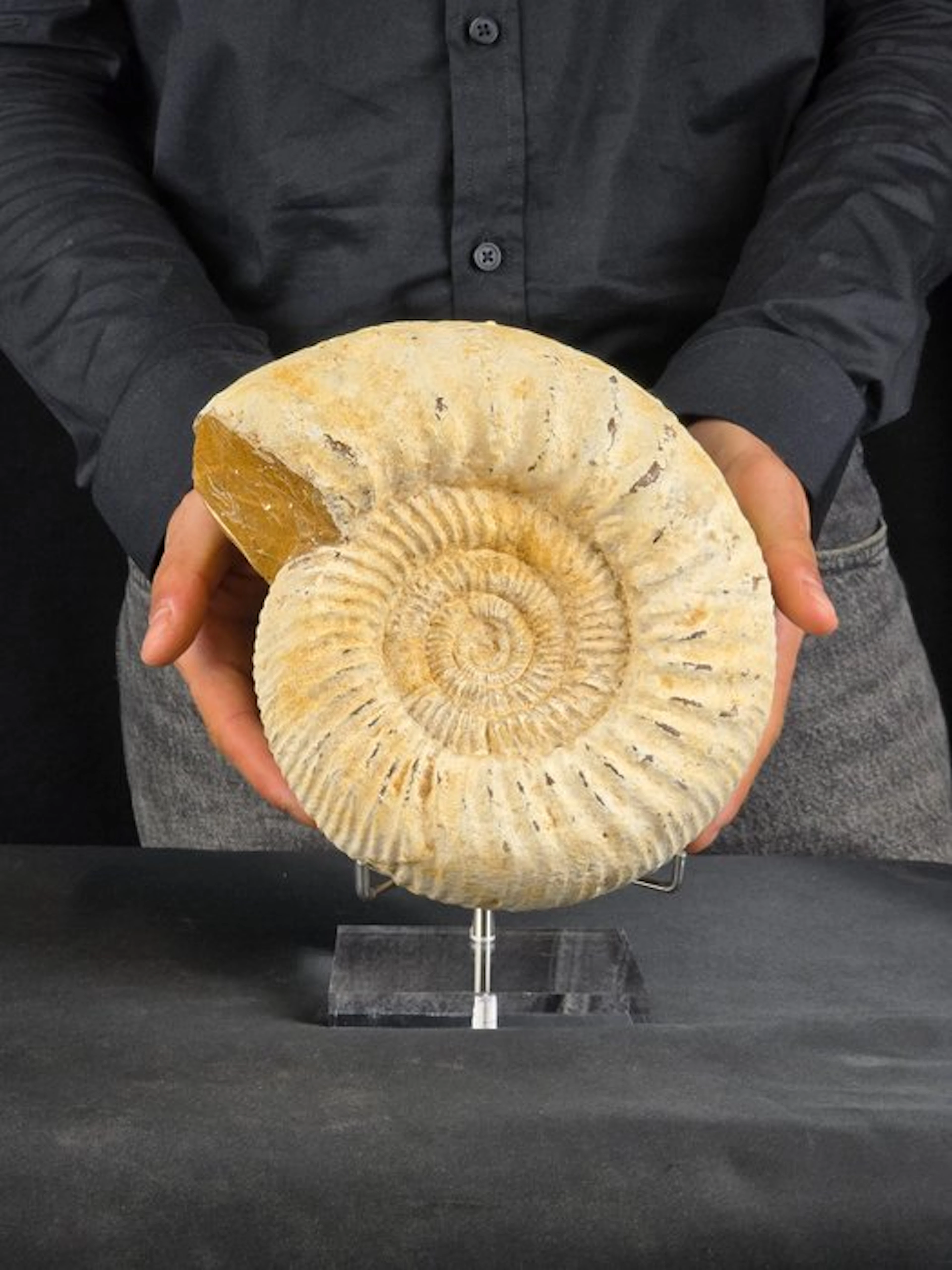 Ammonite - Fossilised animal - Perisphincets on a display stand