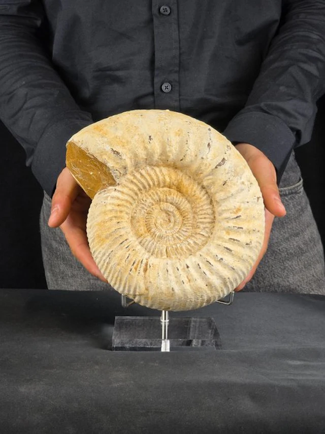 Ammonite - Fossilised animal - Perisphincets on a display stand