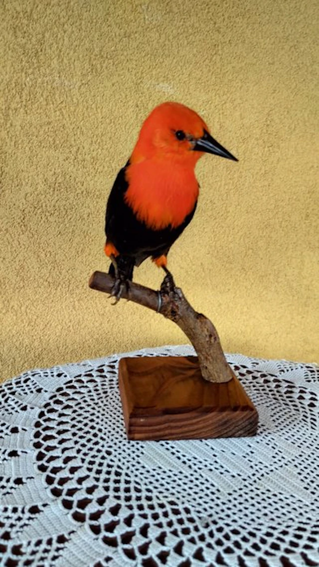 Crimson-headed Blackbird Taxidermy full body mount...