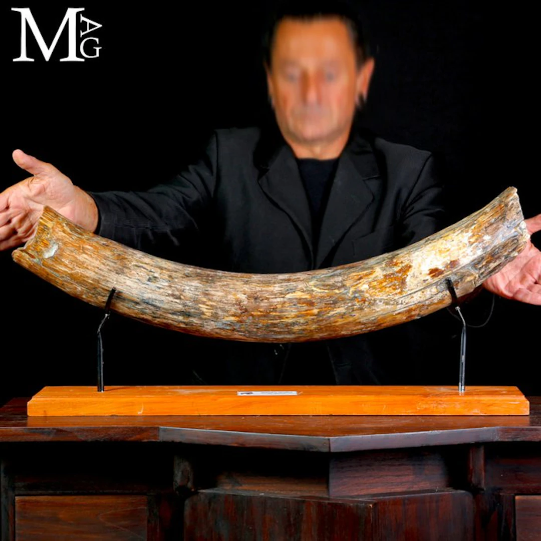 Fossil Tusk of Mammuthus Primigenius - Pleistocene Epoch