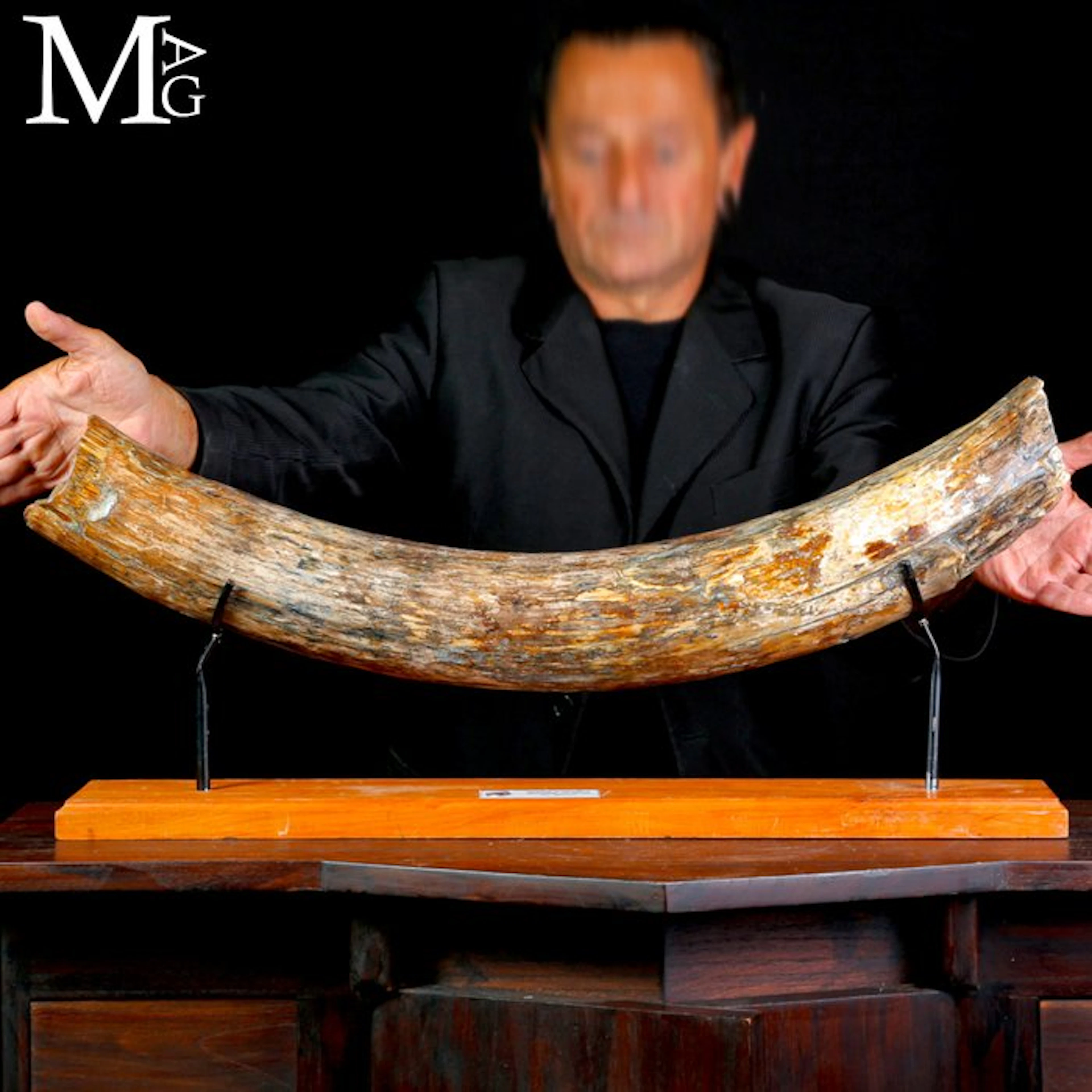Fossil Tusk of Mammuthus Primigenius - Pleistocene Epoch