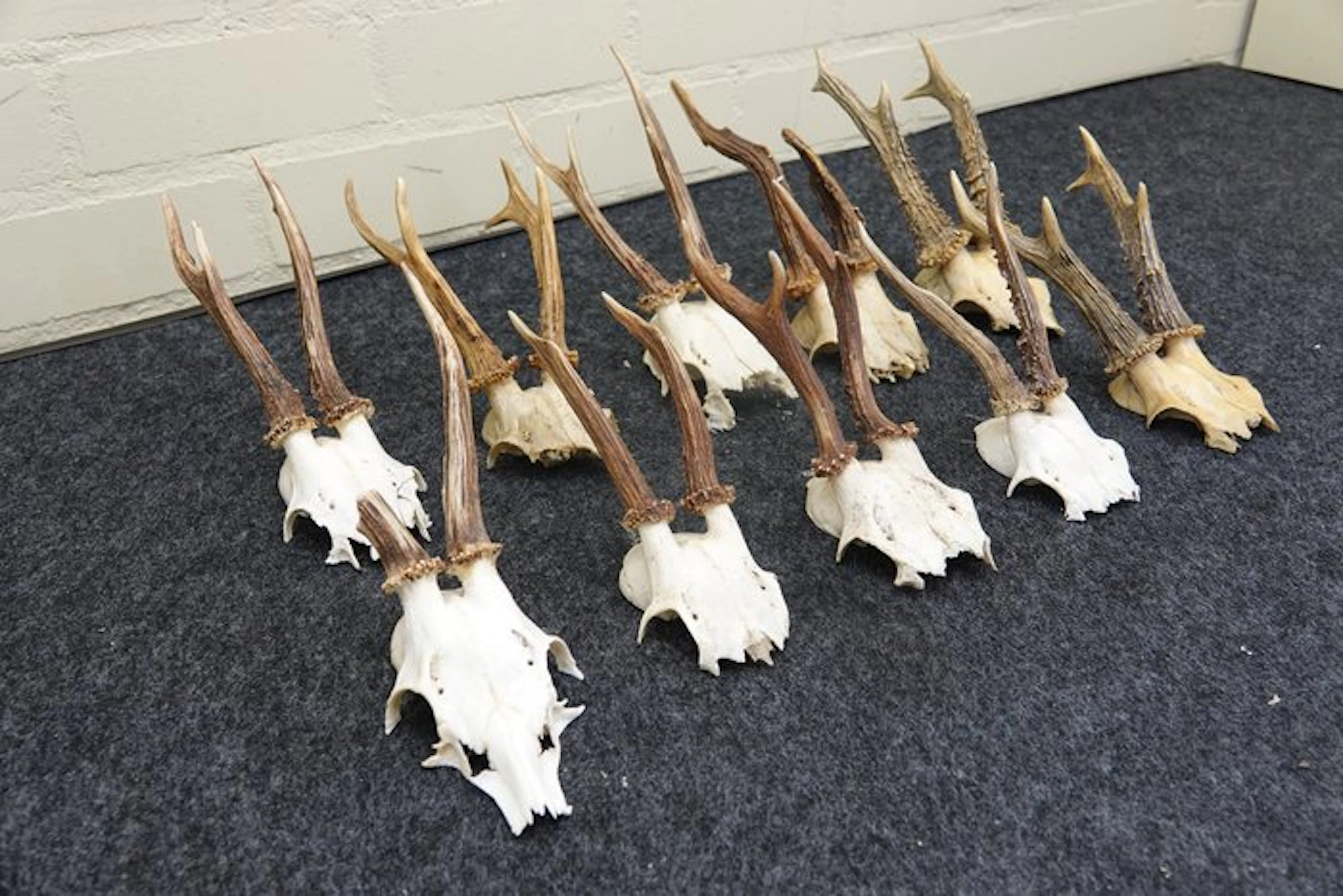 Roebuck Skull - Capreolus capreolus - 0 cm - 0 cm - 0 cm...