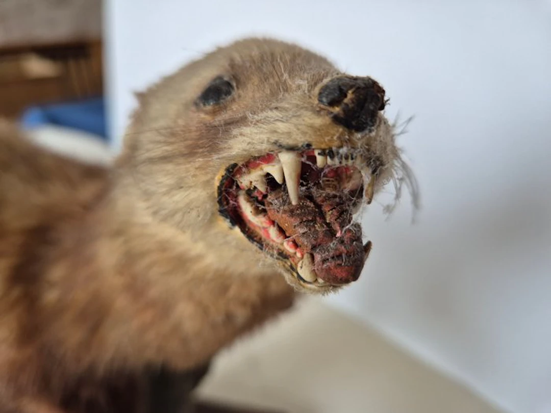 Stoat Taxidermy full body mount - Mustelidea - 26 cm - 43 cm - 15 cm - 1