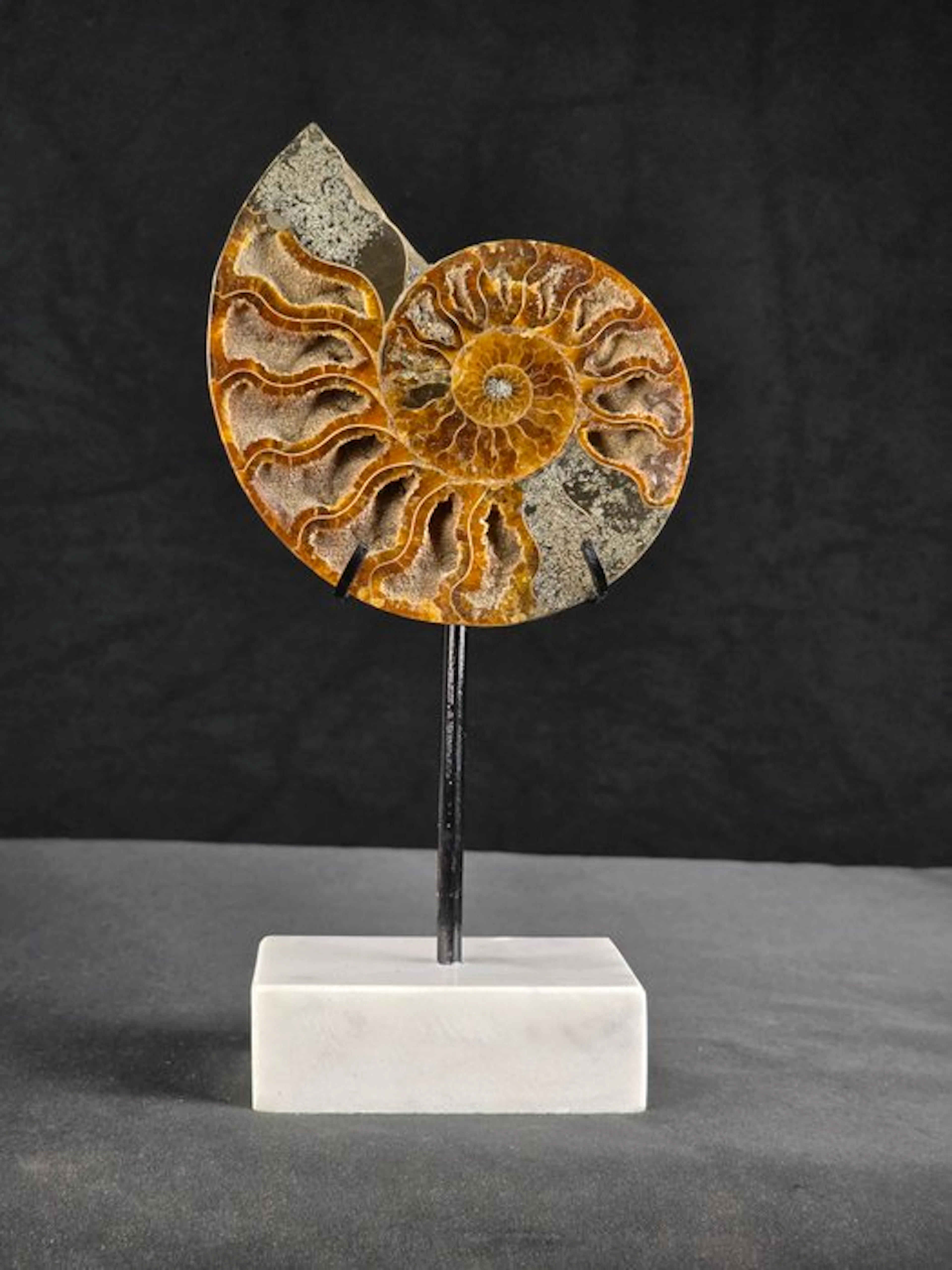 Ammonite - Fossilised animal - Aioloceras (Cleoniceras) sp