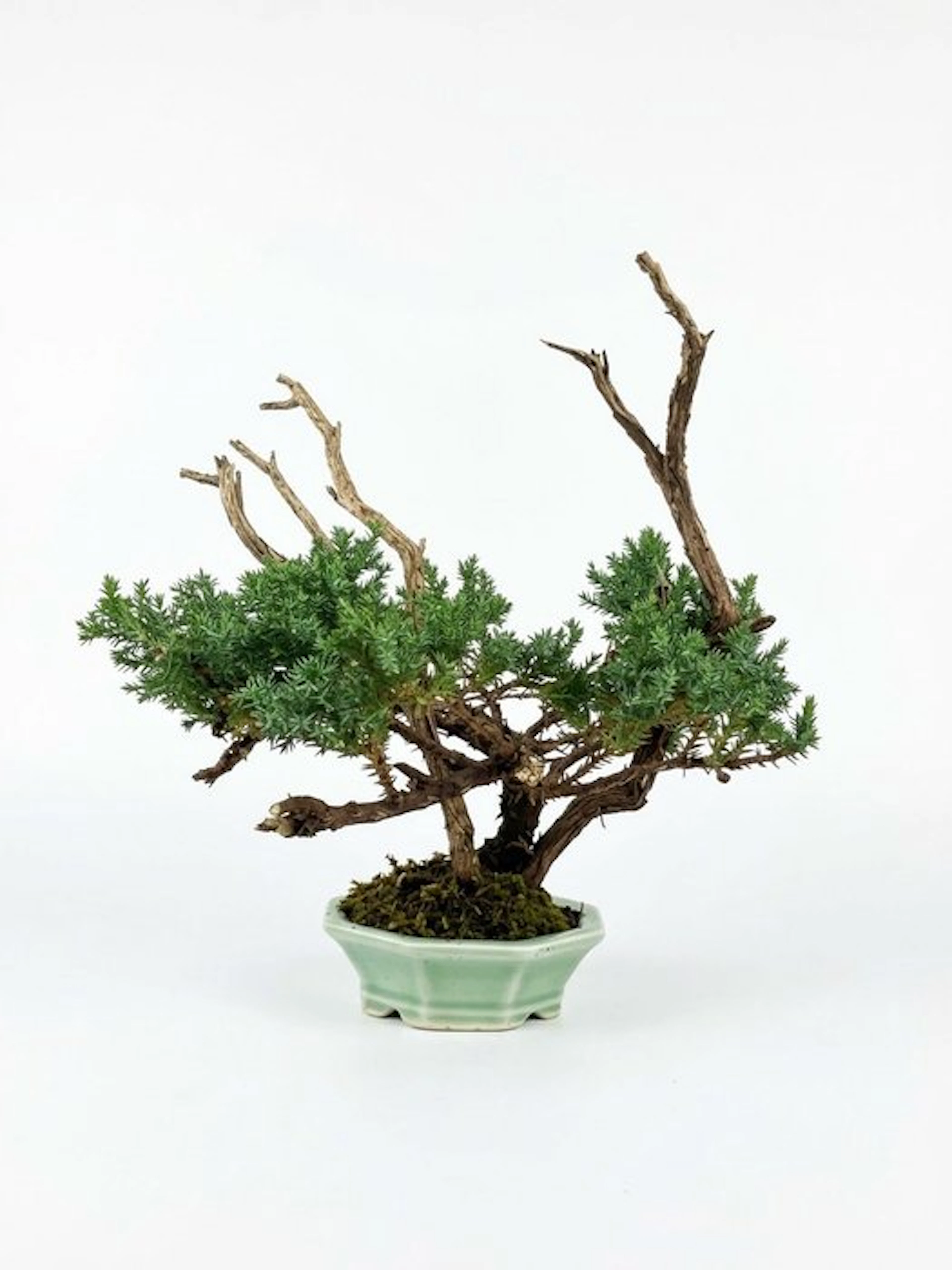 Juniper bonsai (Juniperus) - Height (Tree): 26 cm - Depth (Tree): 28 cm - Japan