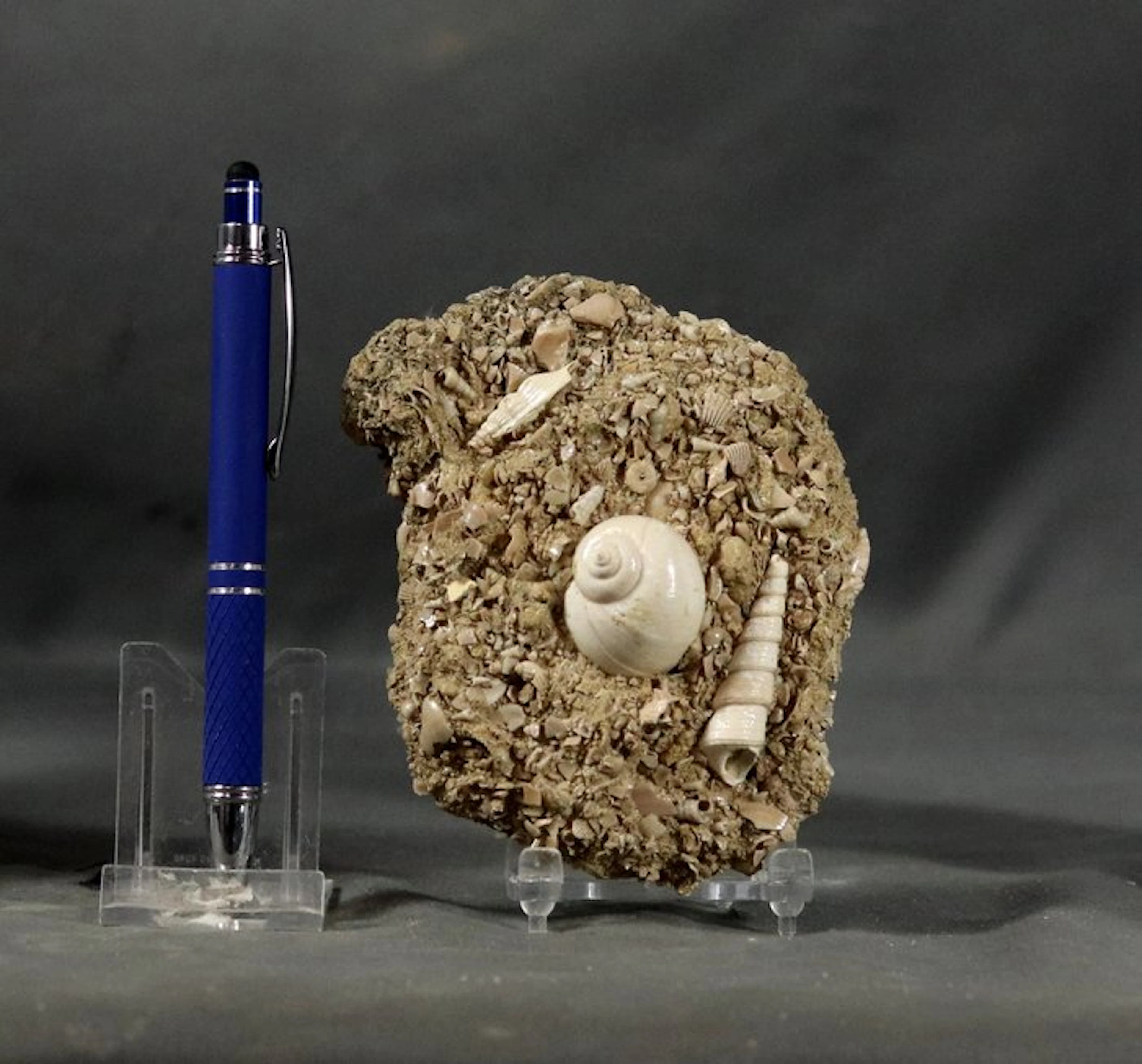 Exceptional Fossil Shell - Big size - On original matrix - classic site