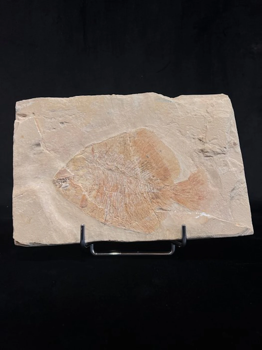 Fish - Fossil skeleton - Paleobalistum - 17 cm - 25 cm