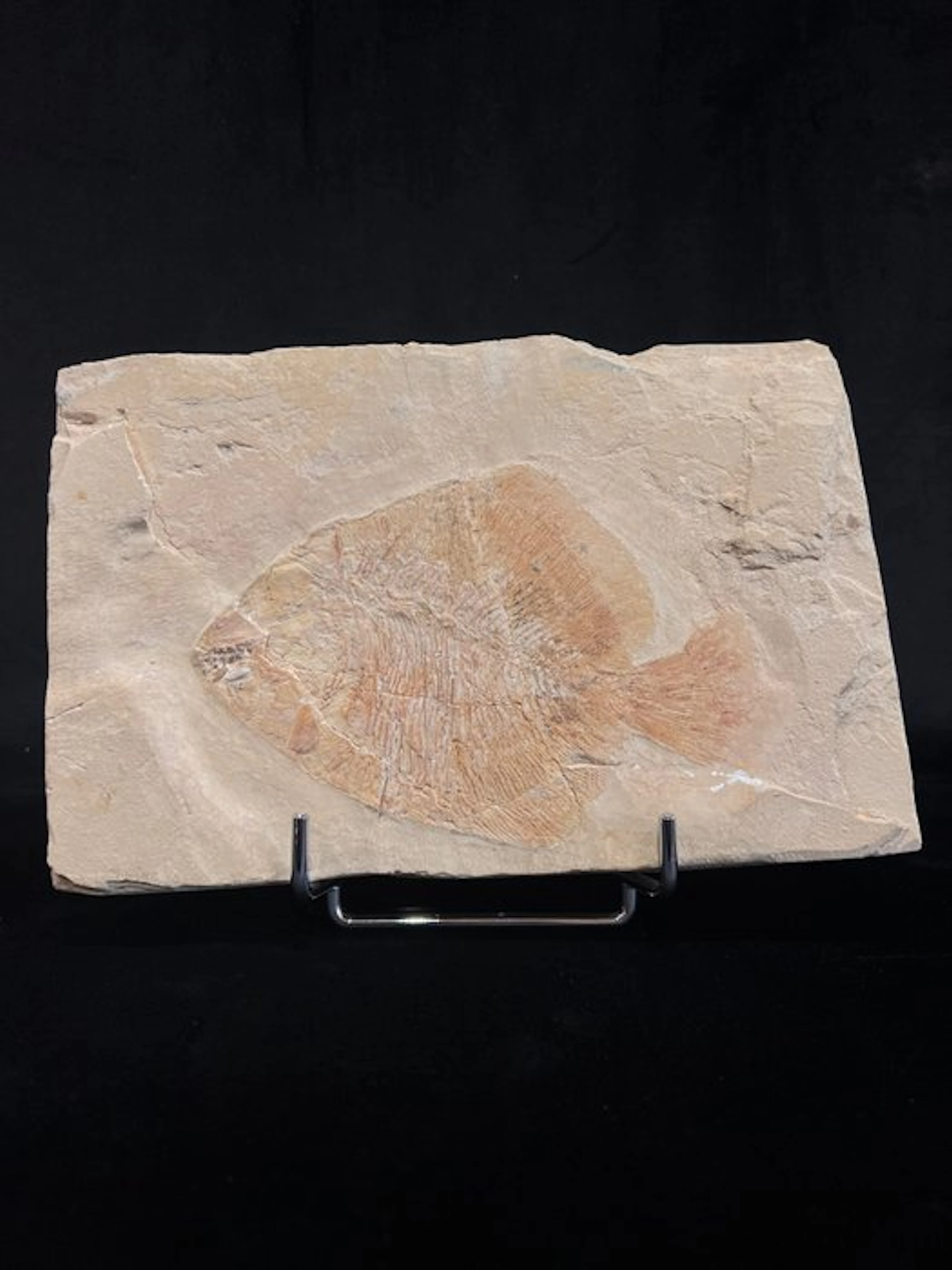 Fish - Fossil skeleton - Paleobalistum - 17 cm - 25 cm