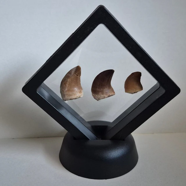 Mosasaur - Fossil teeth - 7 cm - 7 cm (No reserve price)