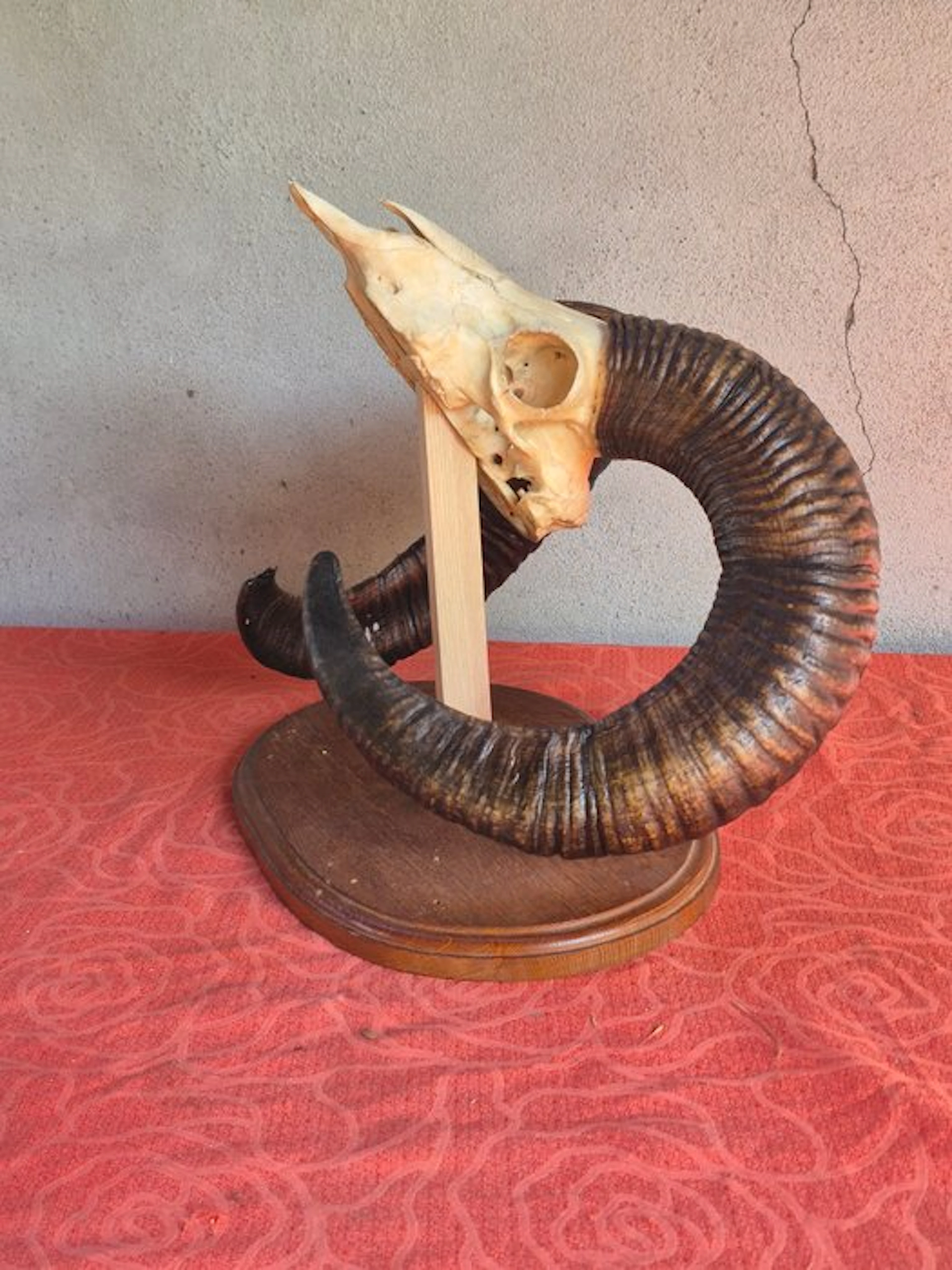 Mouflon Taxidermy wall mount - Ovis aries musimon...