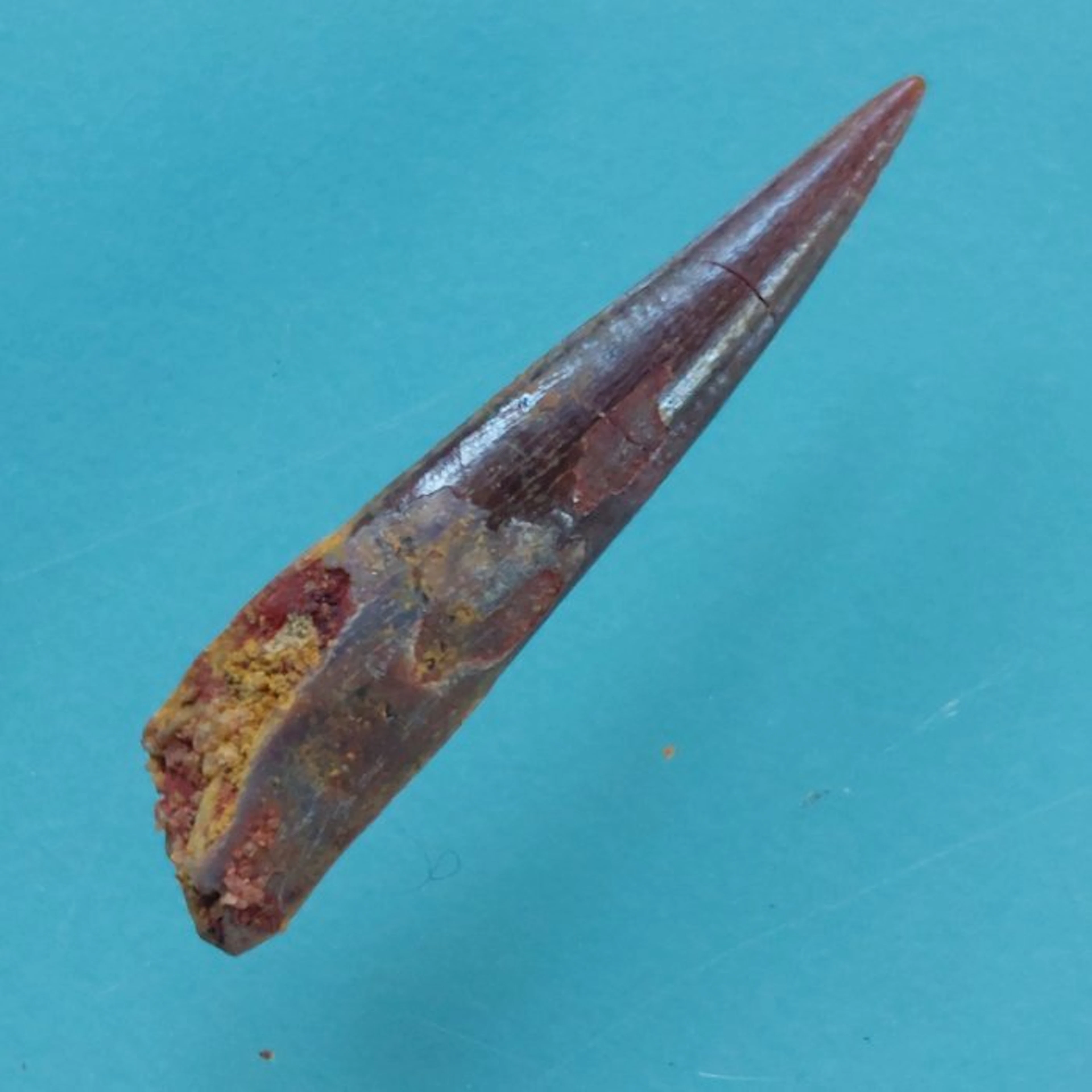 Pterosaur - Fossil tooth - 28 mm - 8 mm