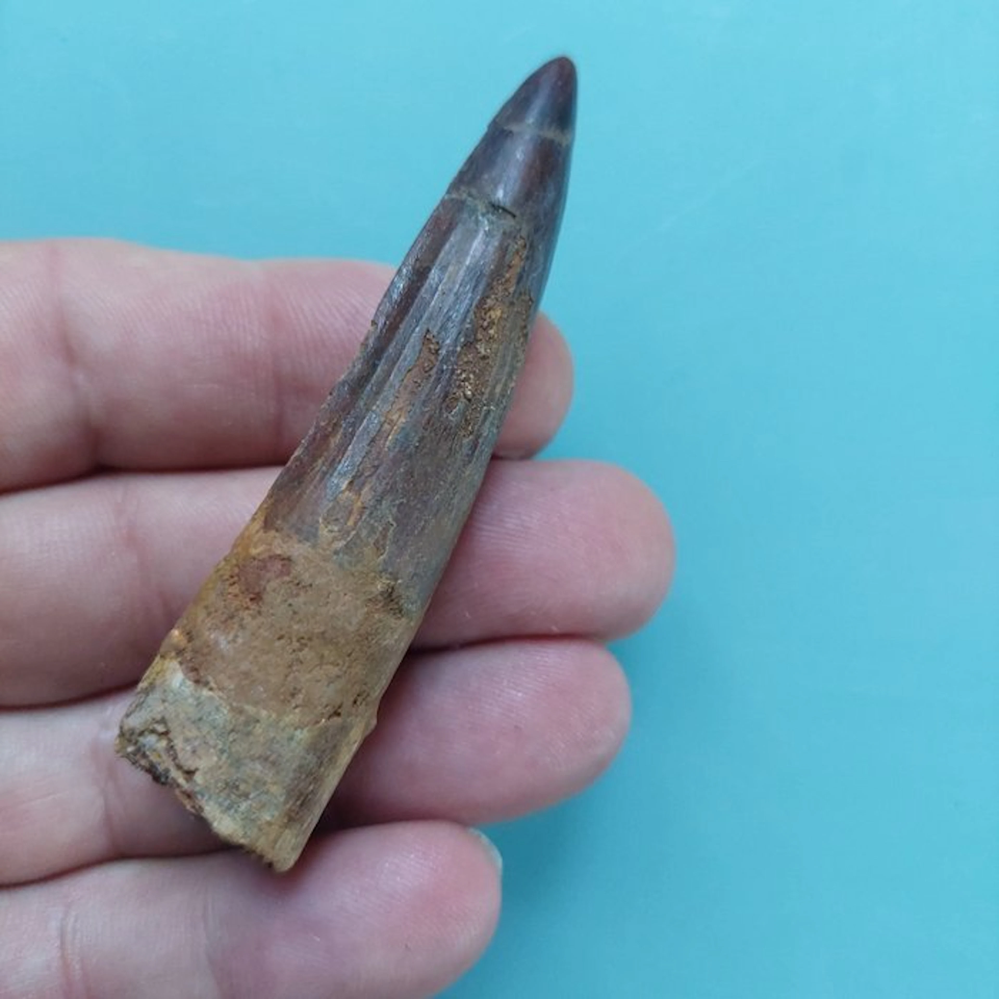 Spinosaur - Fossil tooth - 80 mm - 22 mm
