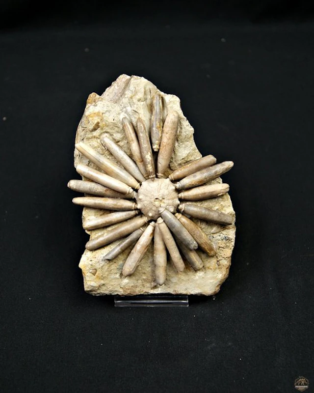 Sea Urchin - Fossilised animal - Asterocidaris bistriata