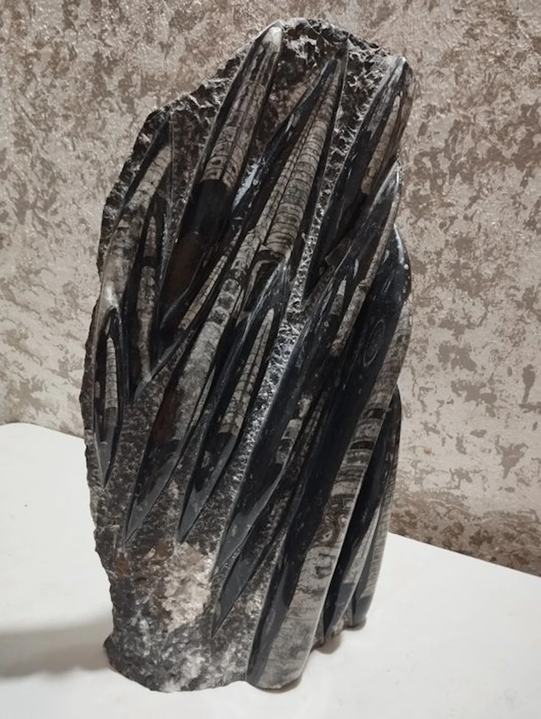 Fossilised animal - 52 cm - 27 cm