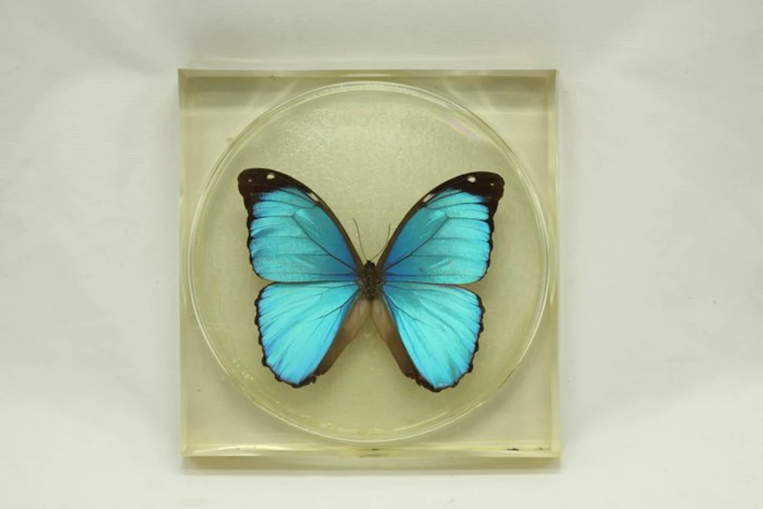 Real Blue Morpho Butterfly Embedded in Resin Paperweight...
