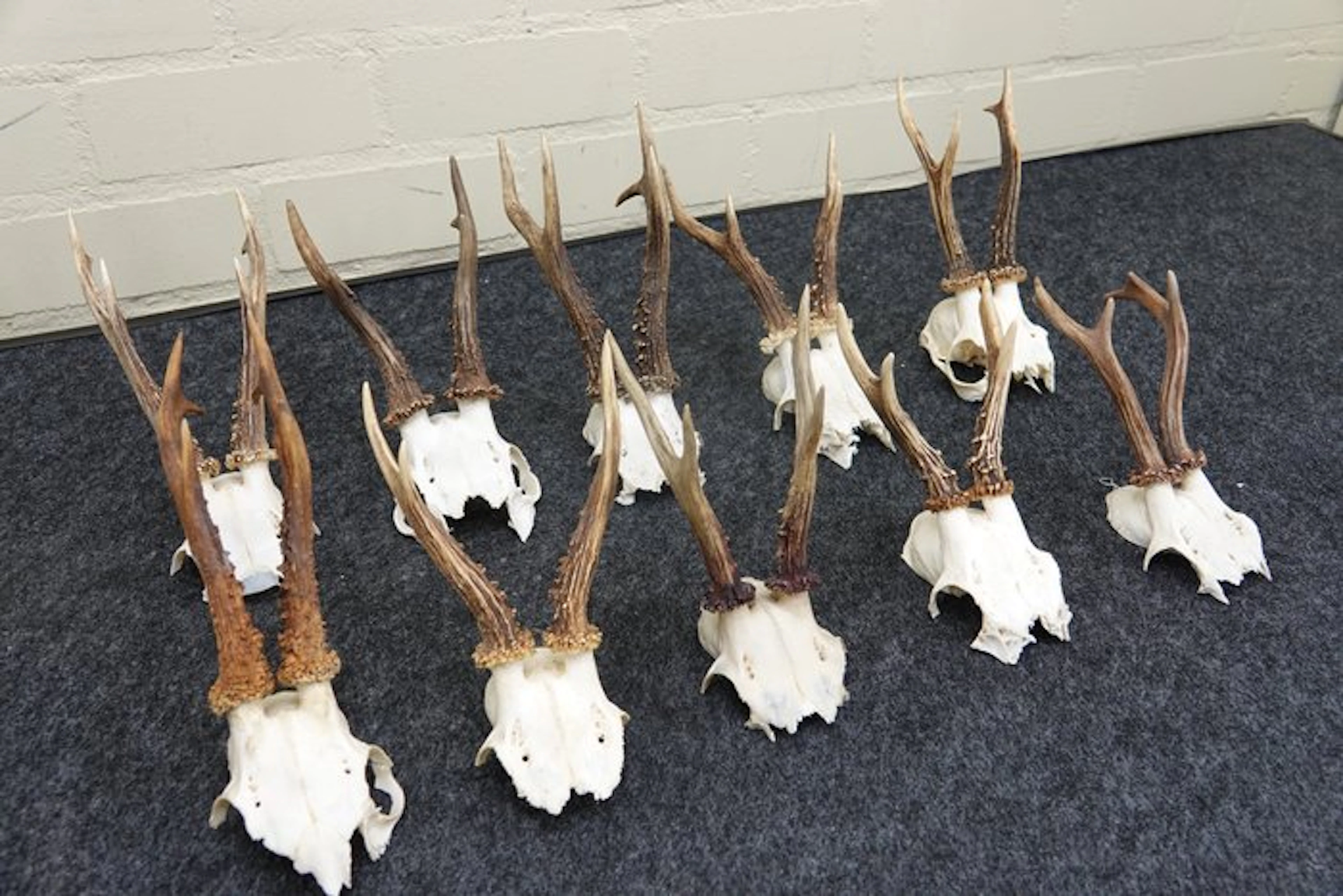 Roebuck Skull - Capreolus capreolus - 0 cm - 0 cm - 0 cm...