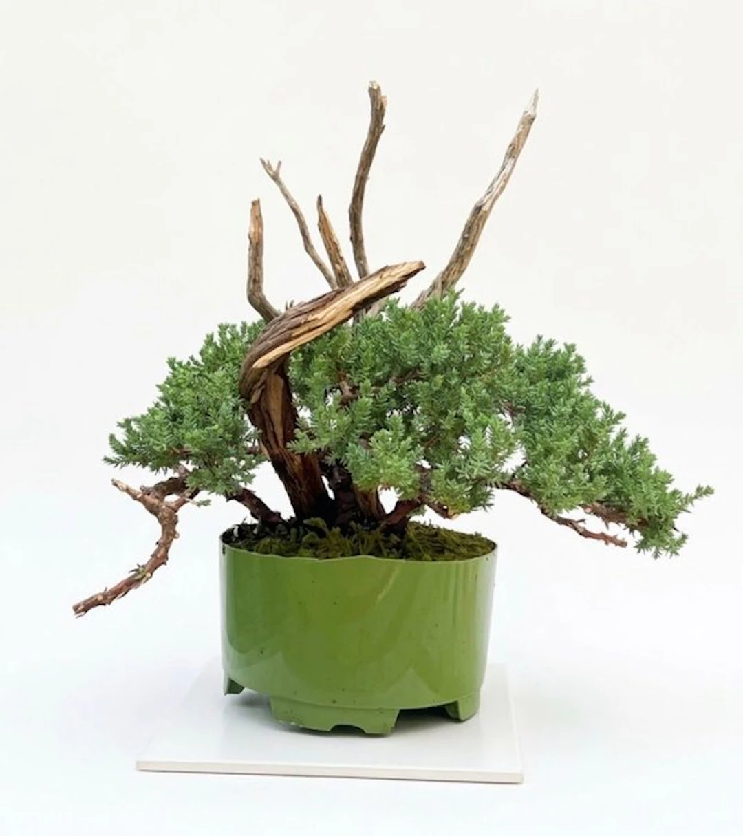 Juniper bonsai (Juniperus) - Height (Tree): 25 cm - Depth (Tree): 30 cm - Japan