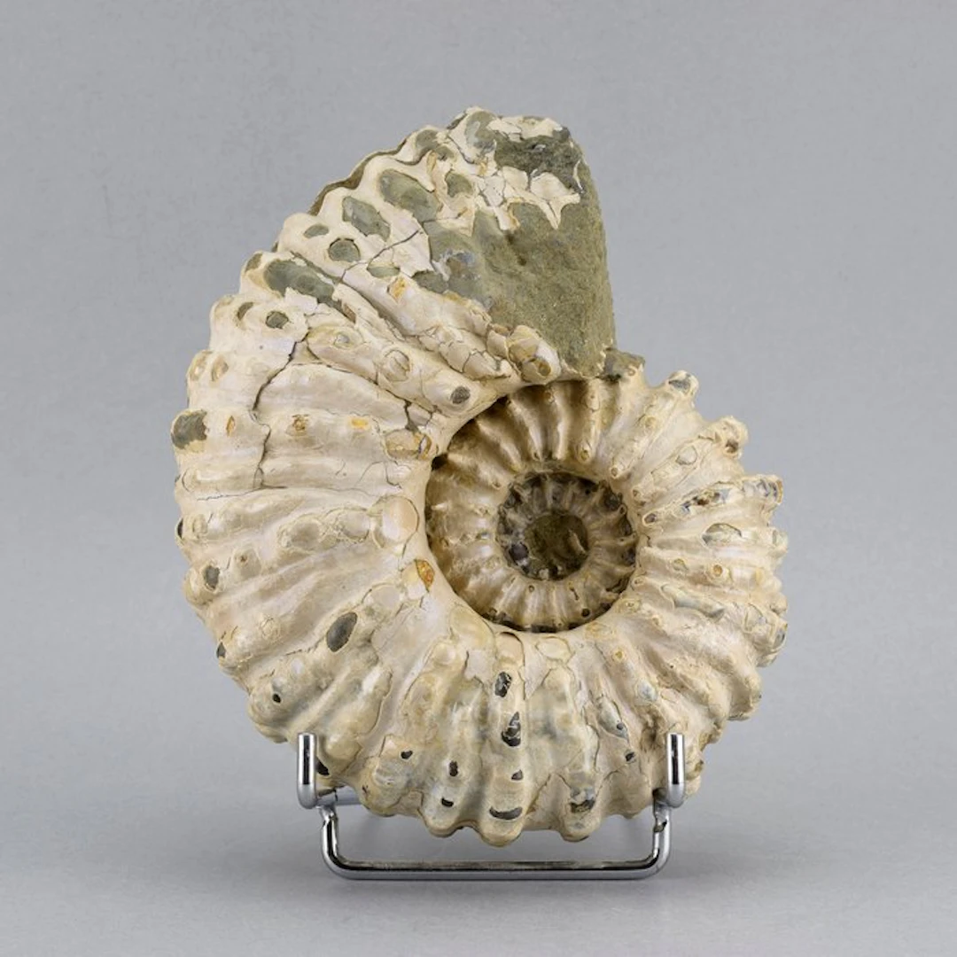 Ammonite - Fossilised animal - Douvilleiceras mammillatum - 14 cm