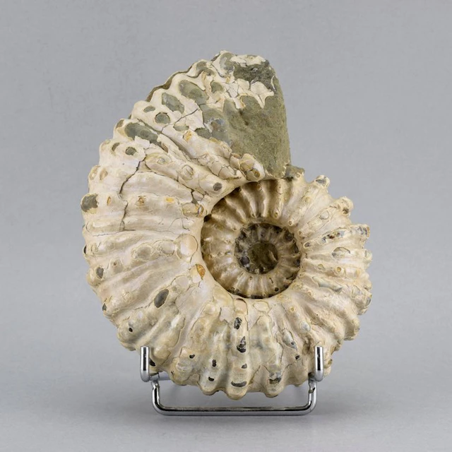 Ammonite - Fossilised animal - Douvilleiceras mammillatum - 14 cm