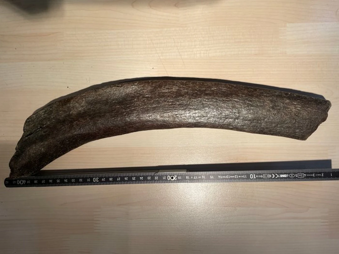 Woolly Mammoth - Fossil rib - Mammuthus primigenius - 41...