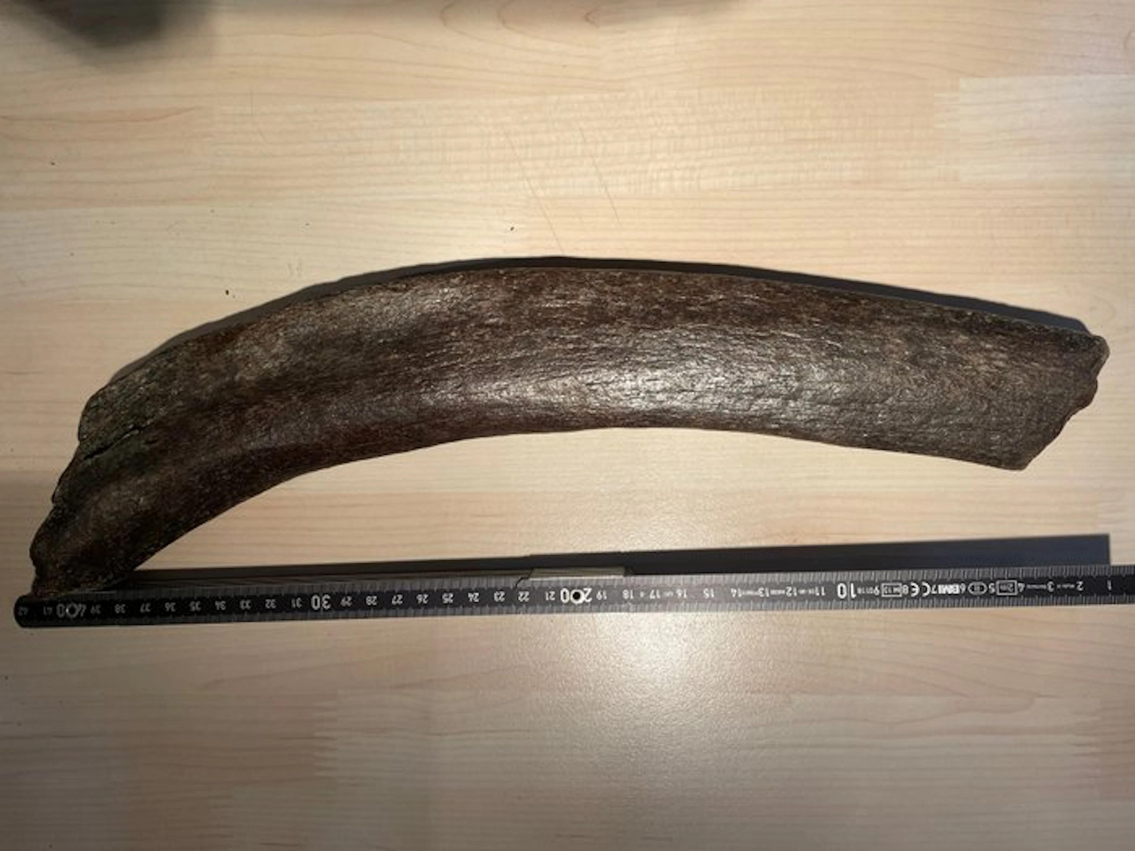 Woolly Mammoth - Fossil rib - Mammuthus primigenius - 41...