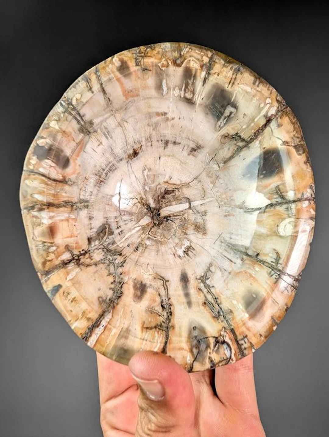 Polished Petrified Wood Bowl - Fossilised plant - 15.2 cm...