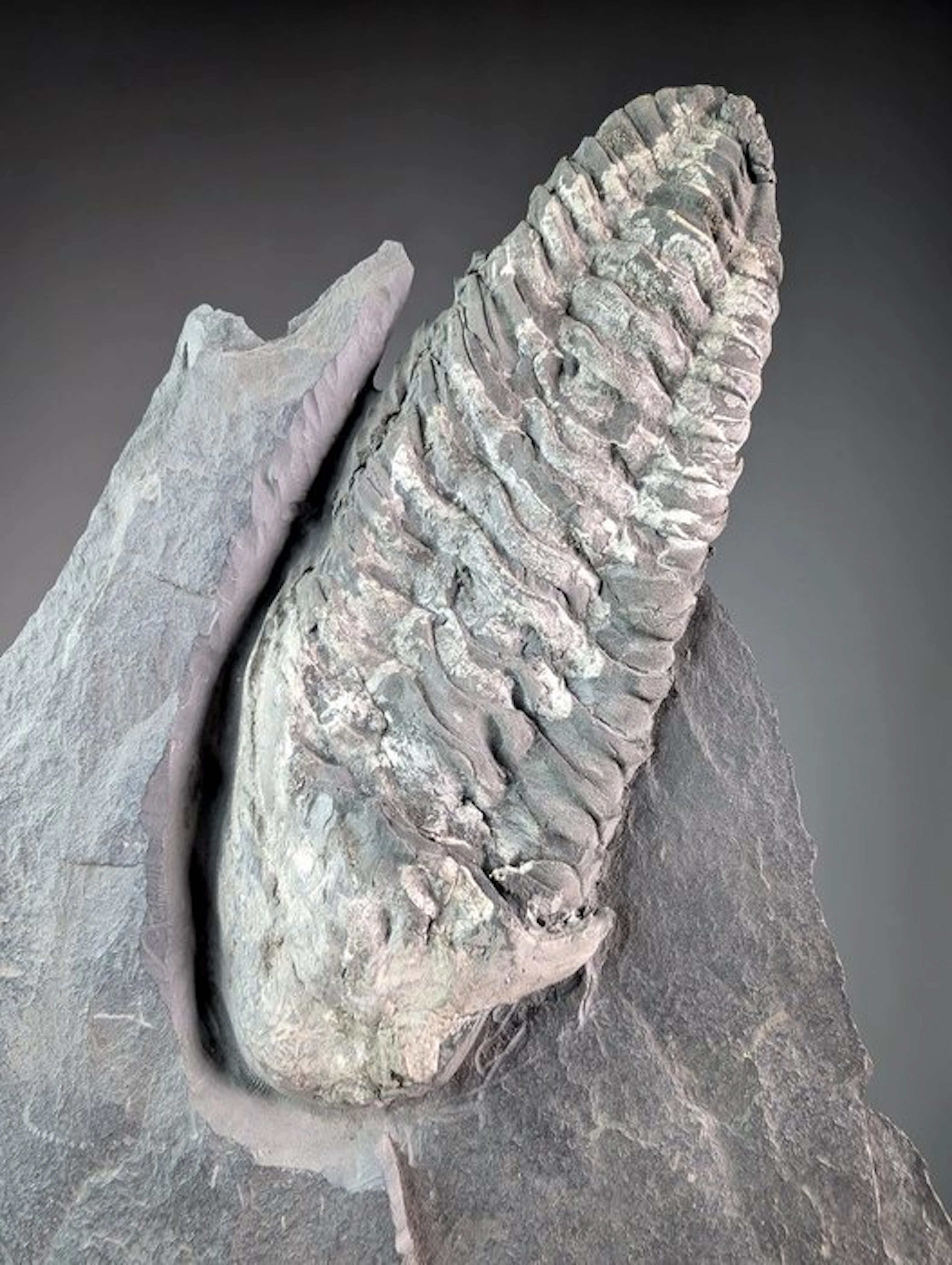 Neseuretus tristani Trilobite on Matrix - Fossilised...