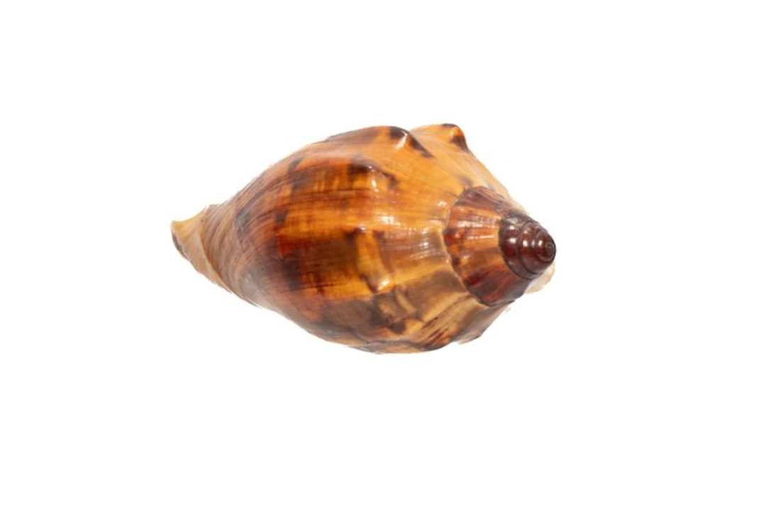 Top collectible piece: Cymbiola laminusa – 101 mm