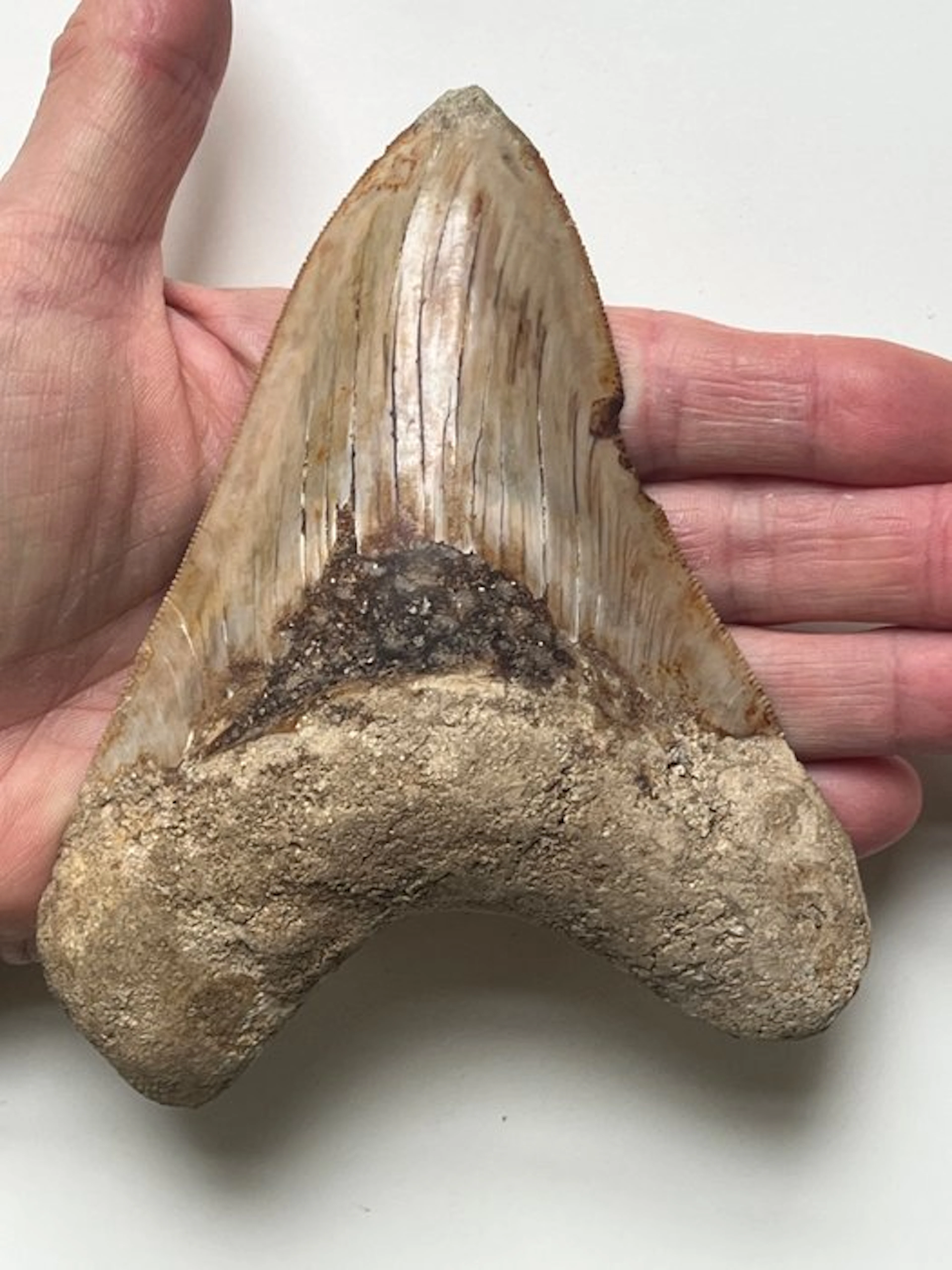 Huge Megalodon tooth 13,5 cm - Fossil tooth - Carcharocles megalodon
