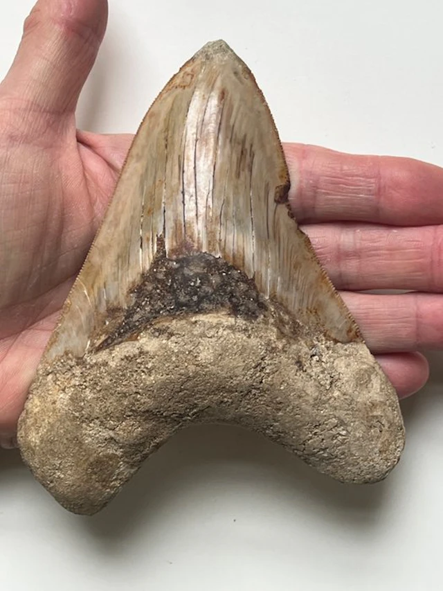 Huge Megalodon tooth 13,5 cm - Fossil tooth...