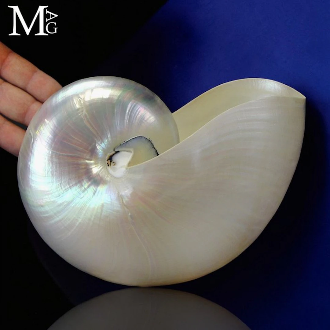 Extra Size Pearlised Chambered Nautilus - - Height: 170...