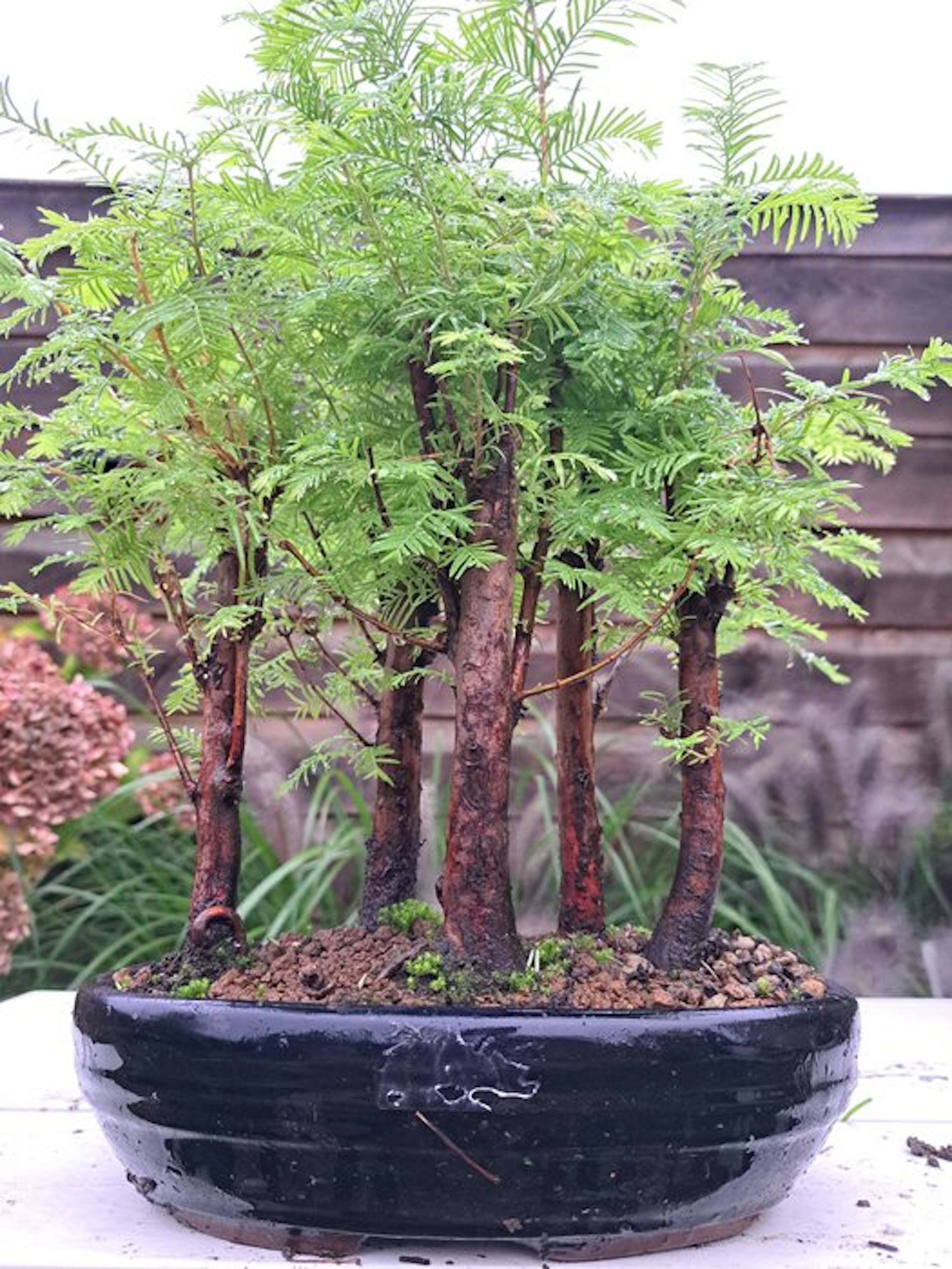 Large Metasequoia bonsai in a bonsai pot