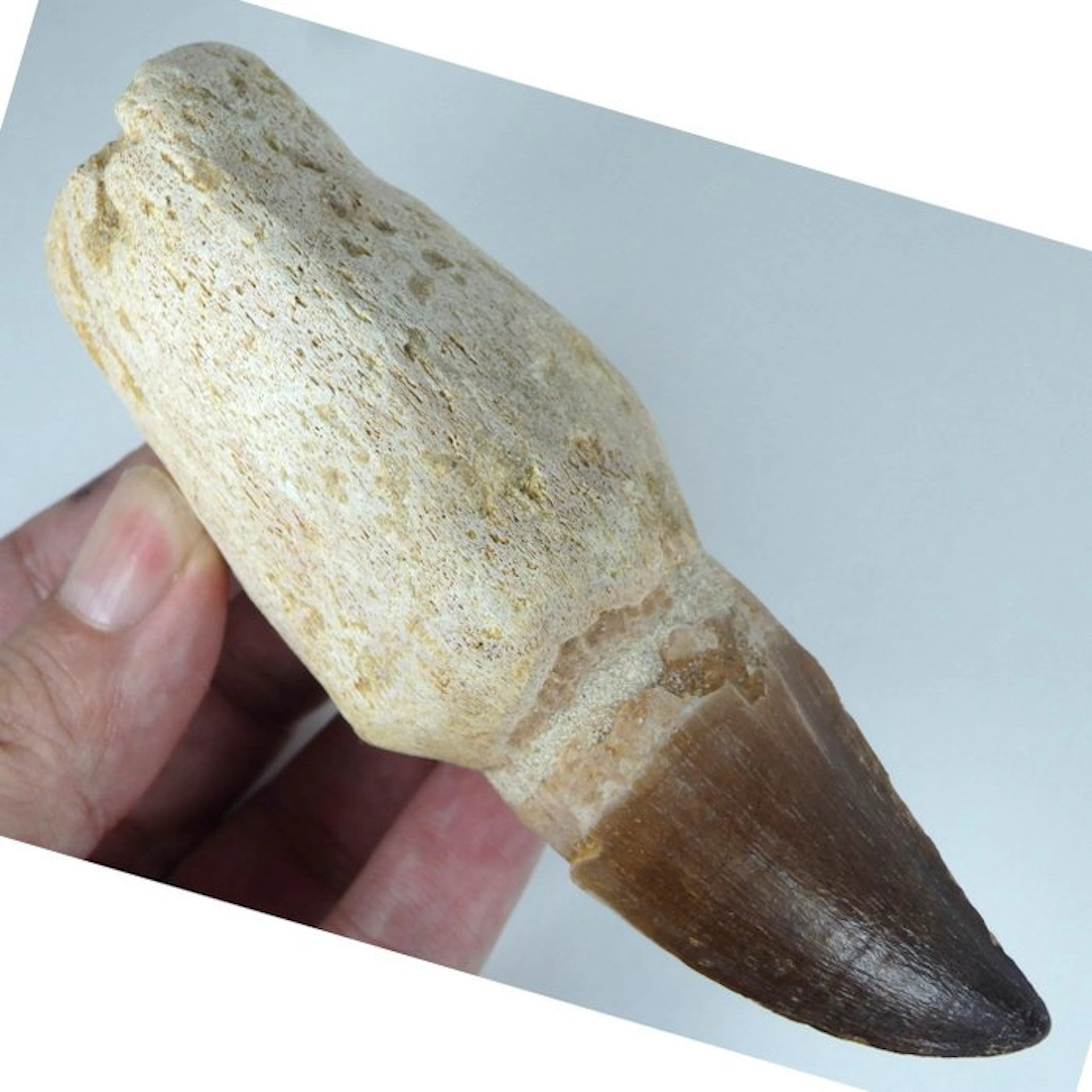 Mosasaurus tooth - Fossil tooth - Prognathodon giganteous...