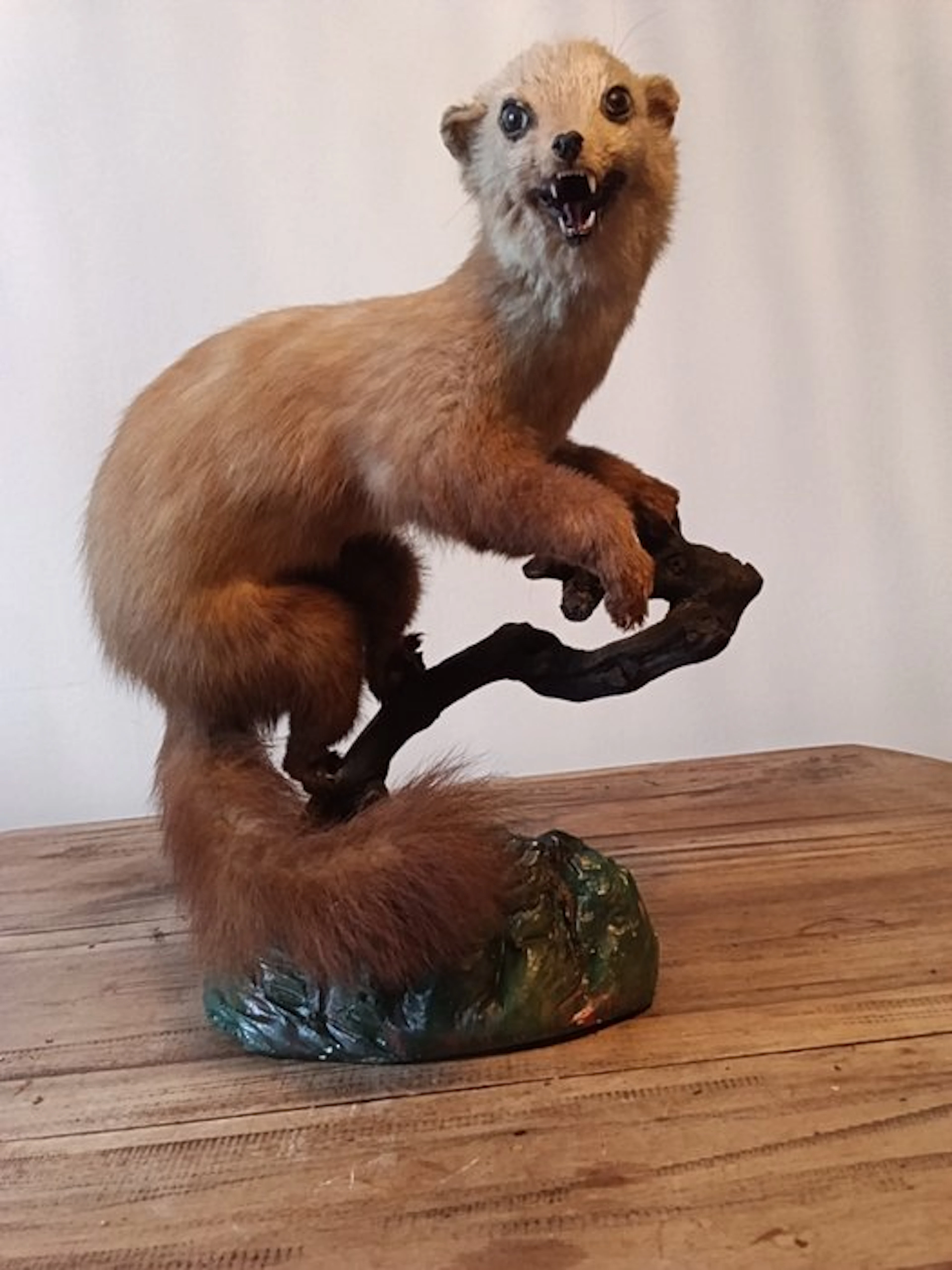 Martres des pins Taxidermy full body mount - Martes...