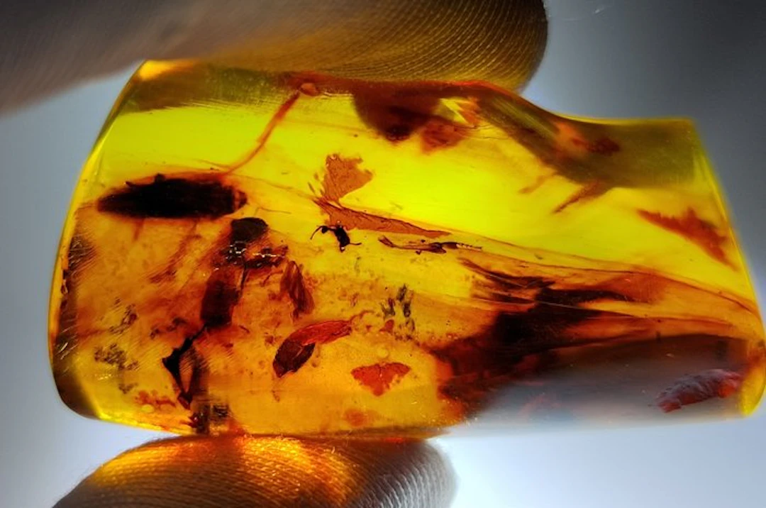 FOSSlL-AMAZING!! Dominican amber- 11.31 g