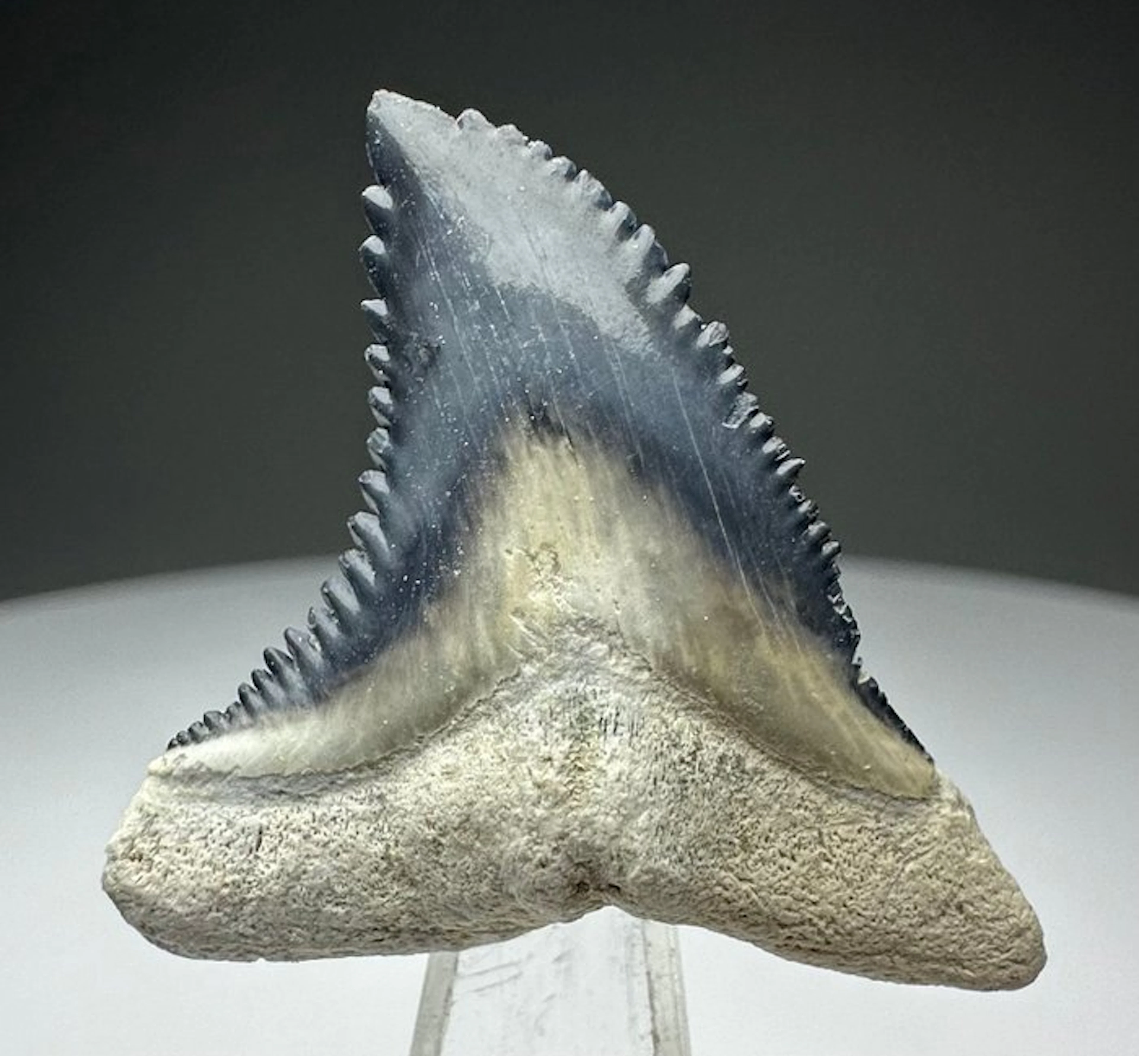 Hemipristis serra - Fossil tooth - 3.2 cm - 2.6 cm