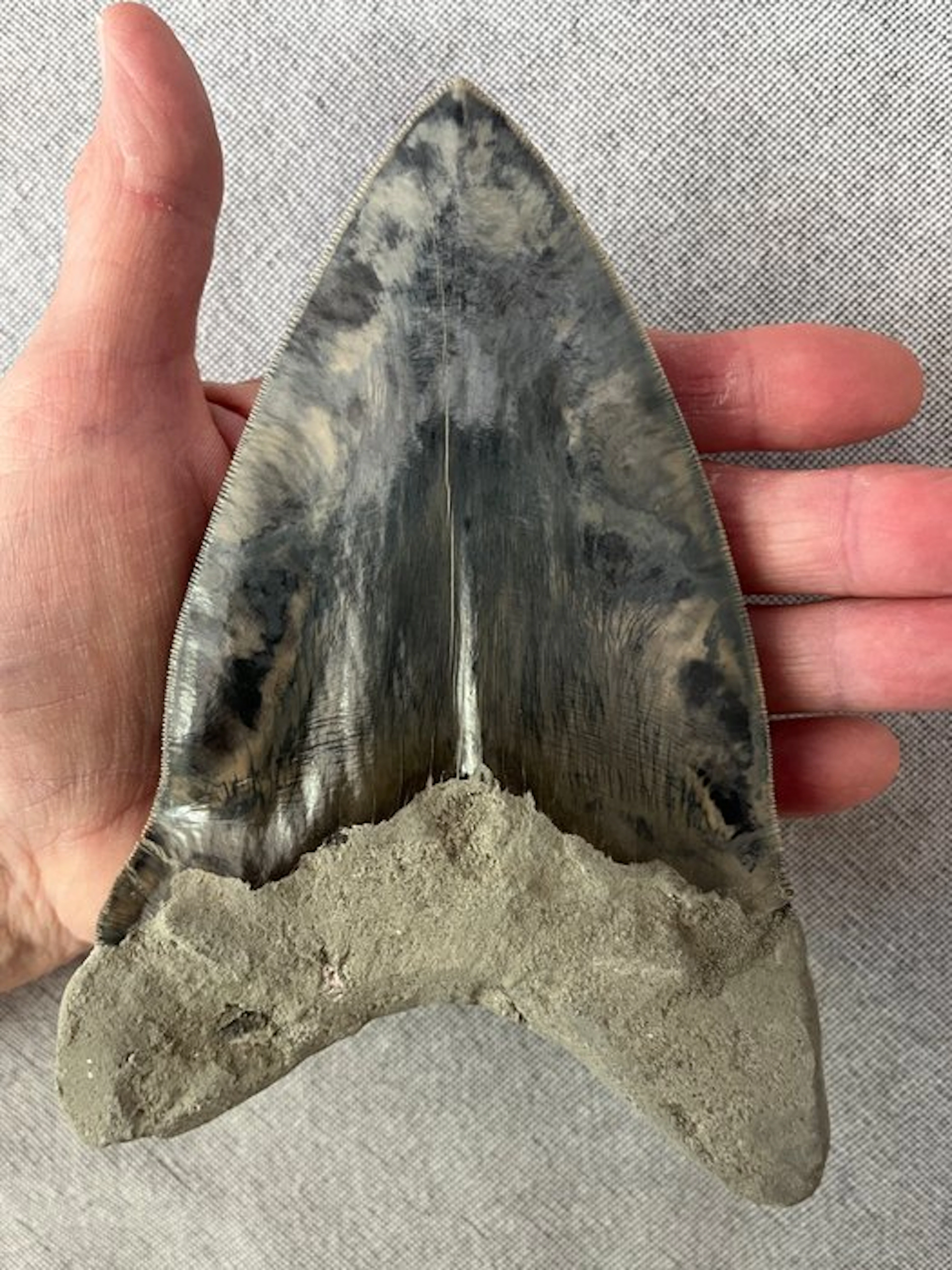 Goliath Megalodon tooth 16,4 cm (6.46 INCH) - Fossil...
