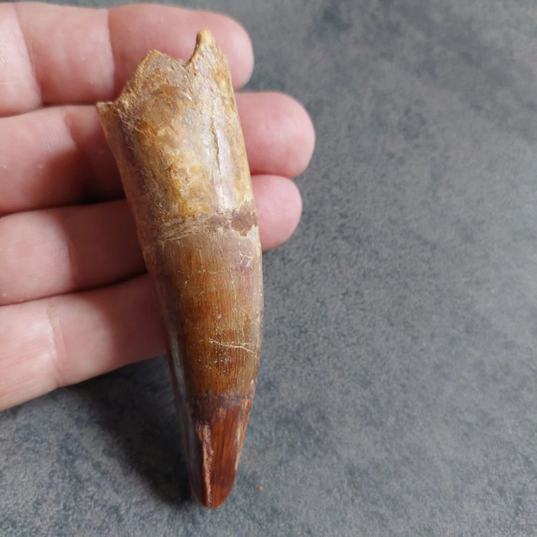 Spinosaur - Fossil tooth - Spinosaurus aegyptiacus - 100 mm - 25 mm