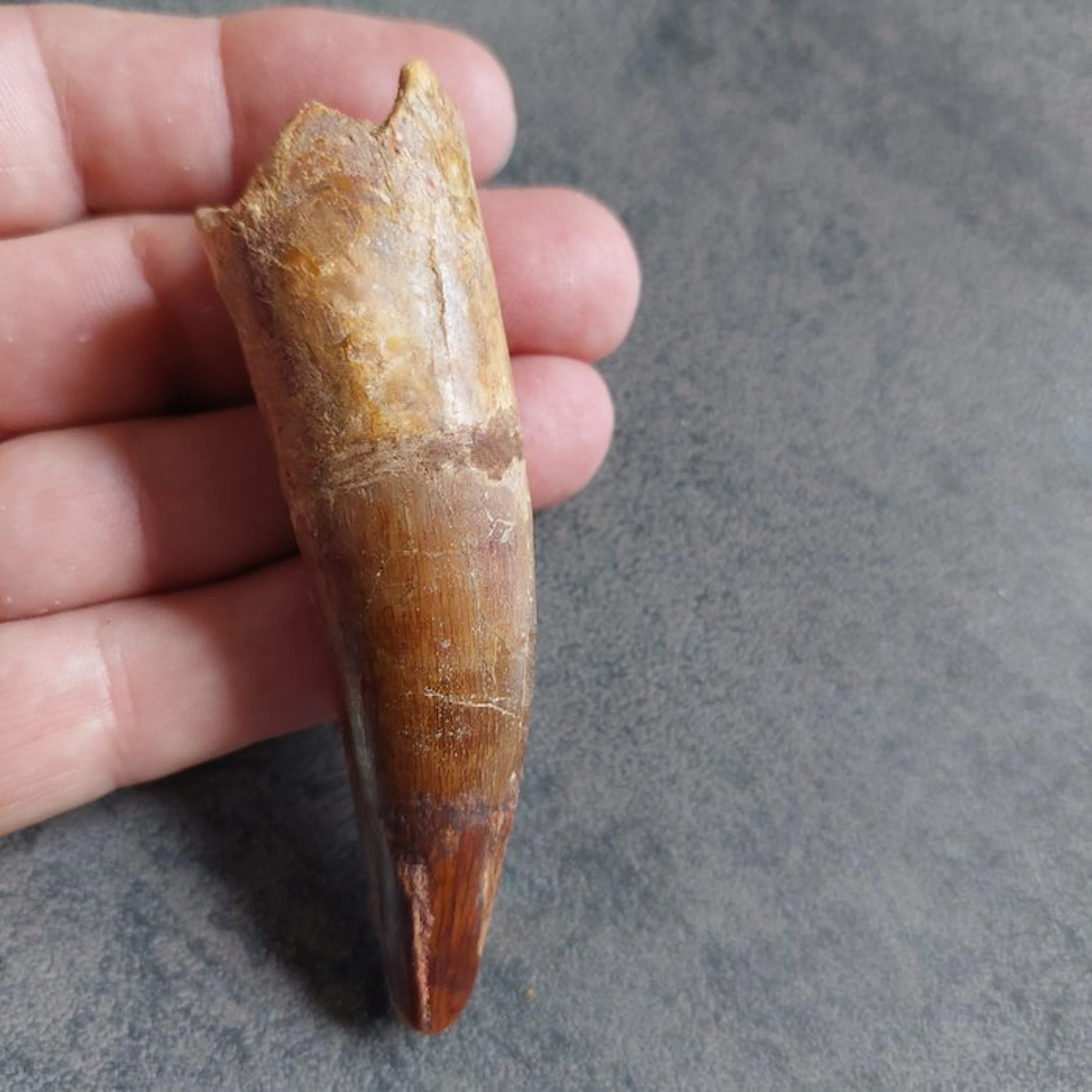 Spinosaur - Fossil tooth - Spinosaurus aegyptiacus - 100 mm - 25 mm