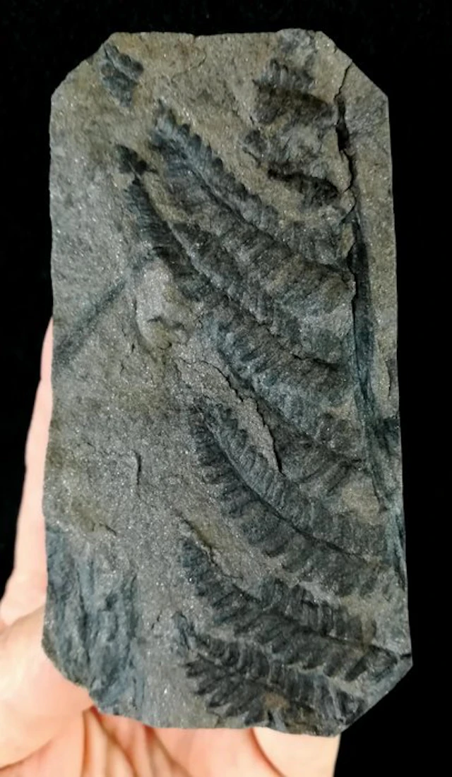 Fossil plant with exceptional preservation!! - Fossil...