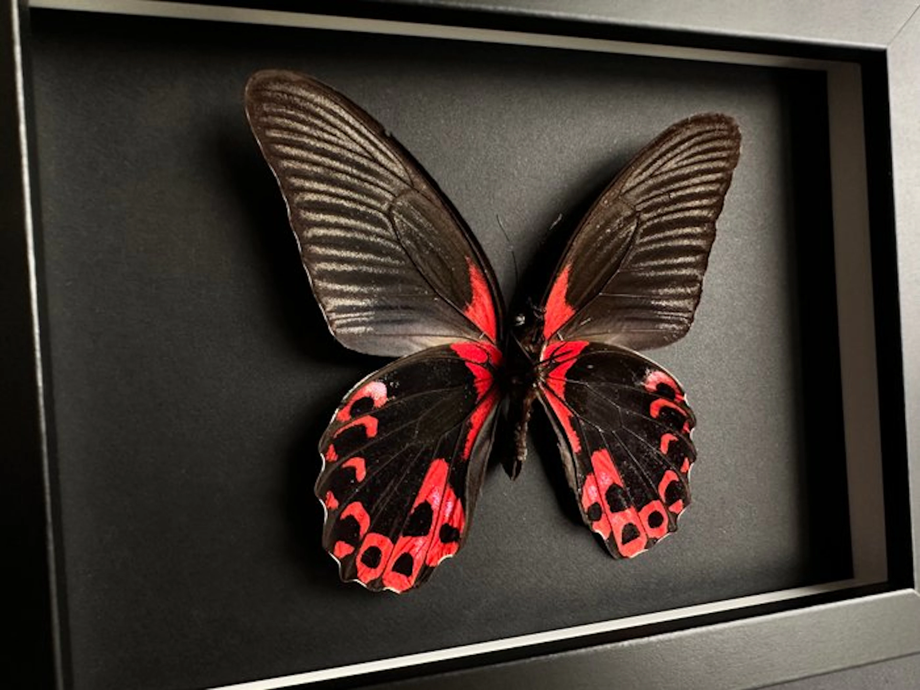 Butterfly Taxidermy full body mount - Papilio Rumanzovia...