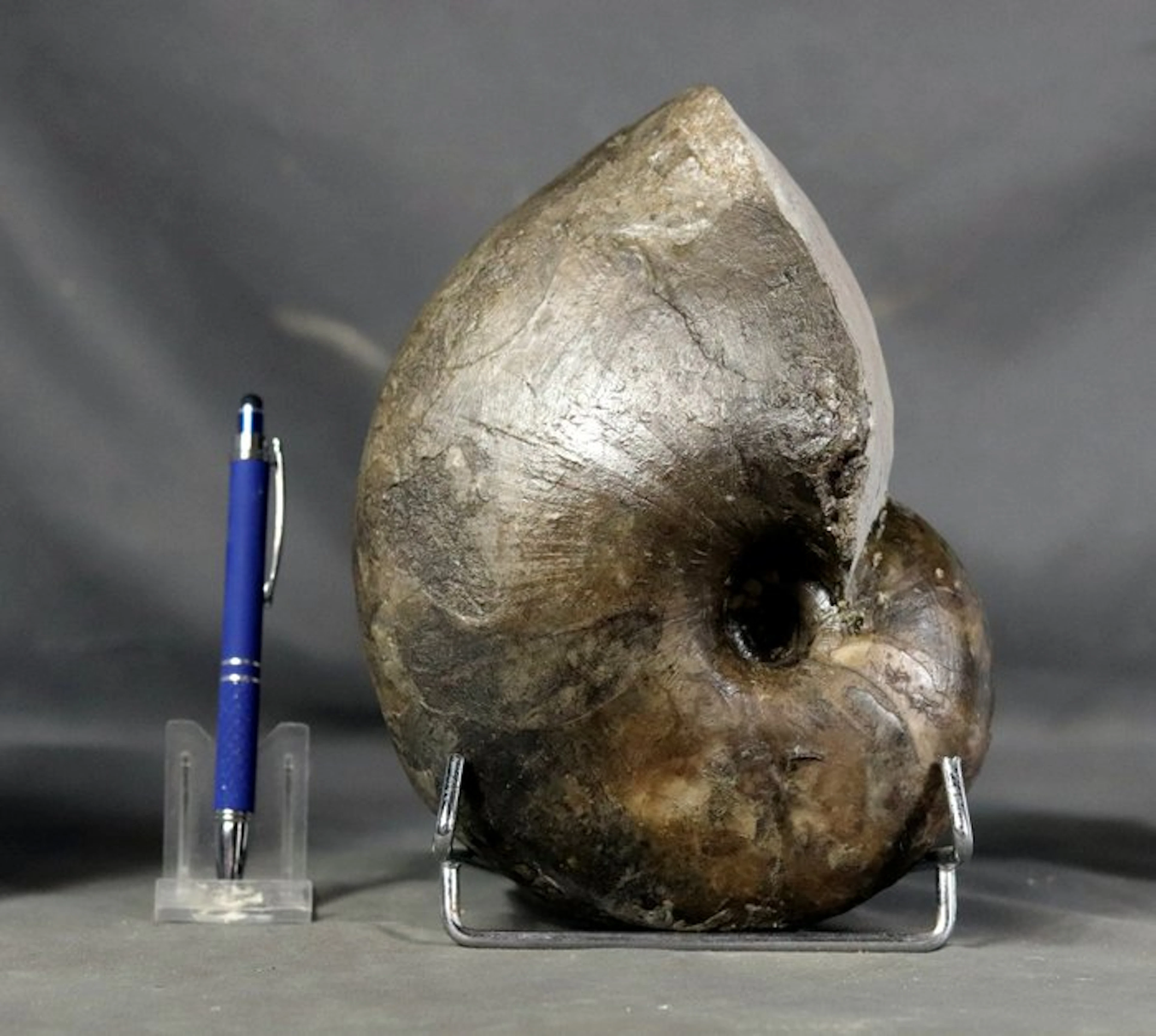 Outstanding nautiloid on stone - Finest quality - Both...