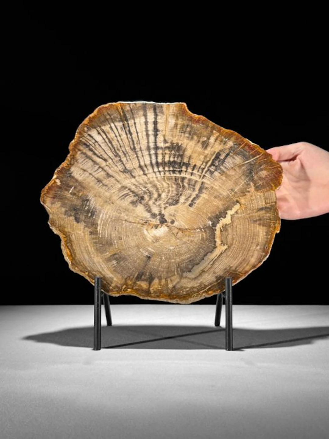 Stunning Slice of Petrified Wood on a custom stand...