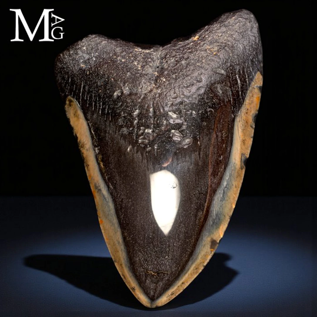 Fossil Megalodon Tooth – Miocene – Pliocene (approx