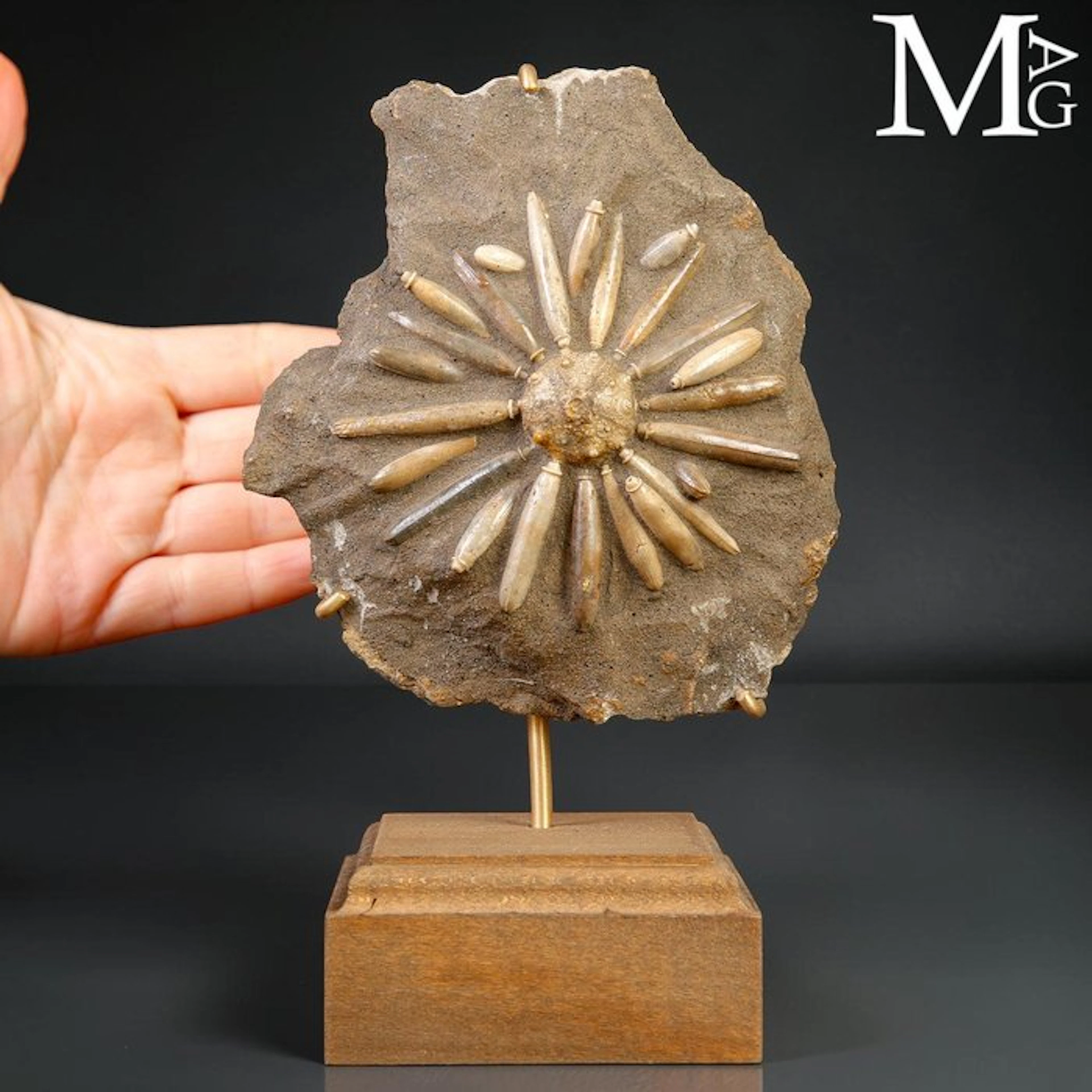Fossil Echinoid on Matrix Asterocidaris Bistriata...