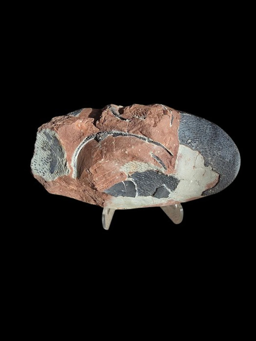 Oviraptor - Fossil matrix - 15 cm - 8 cm